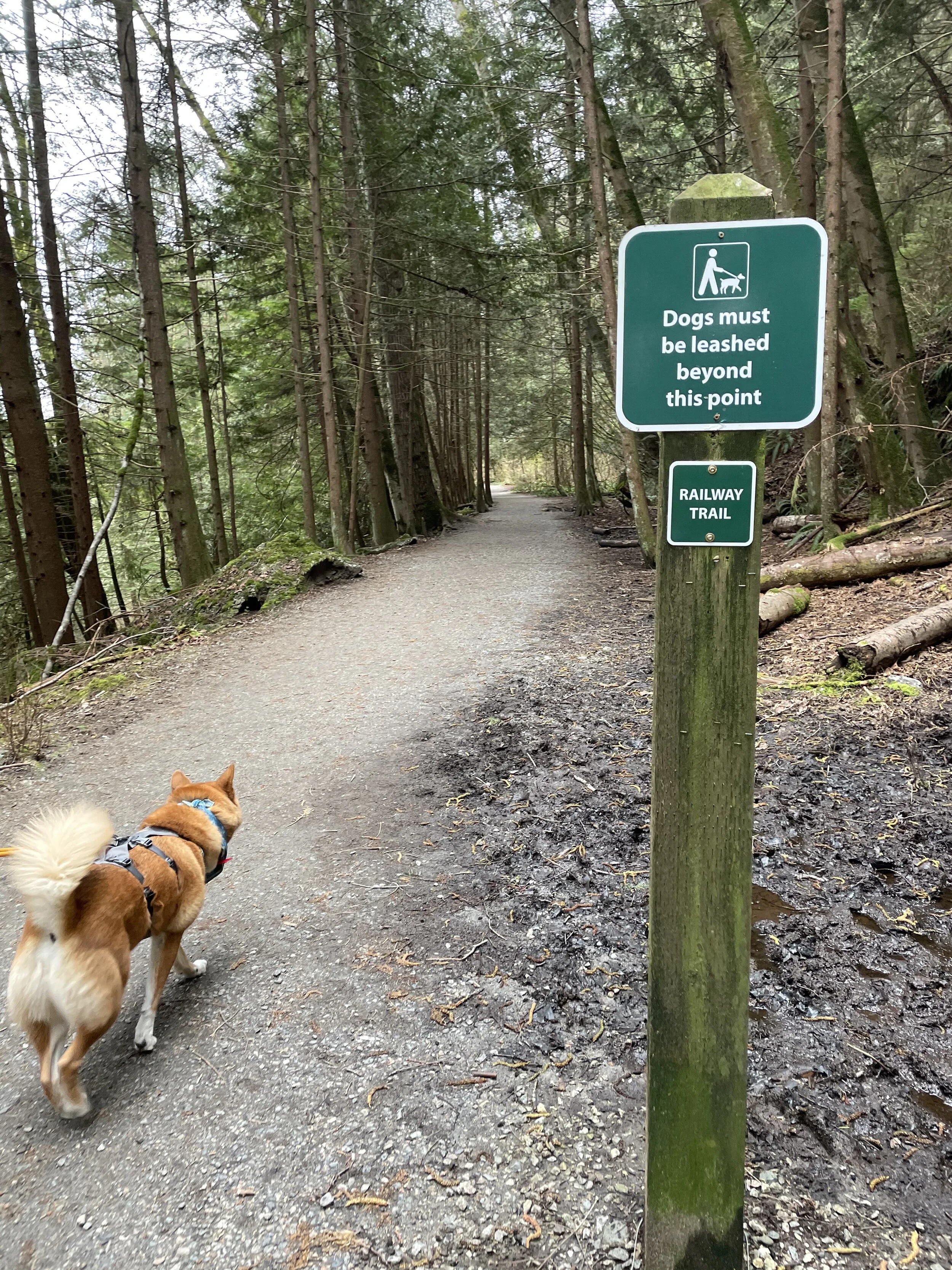 Markus choosing to go through the trail that requires a leash instead