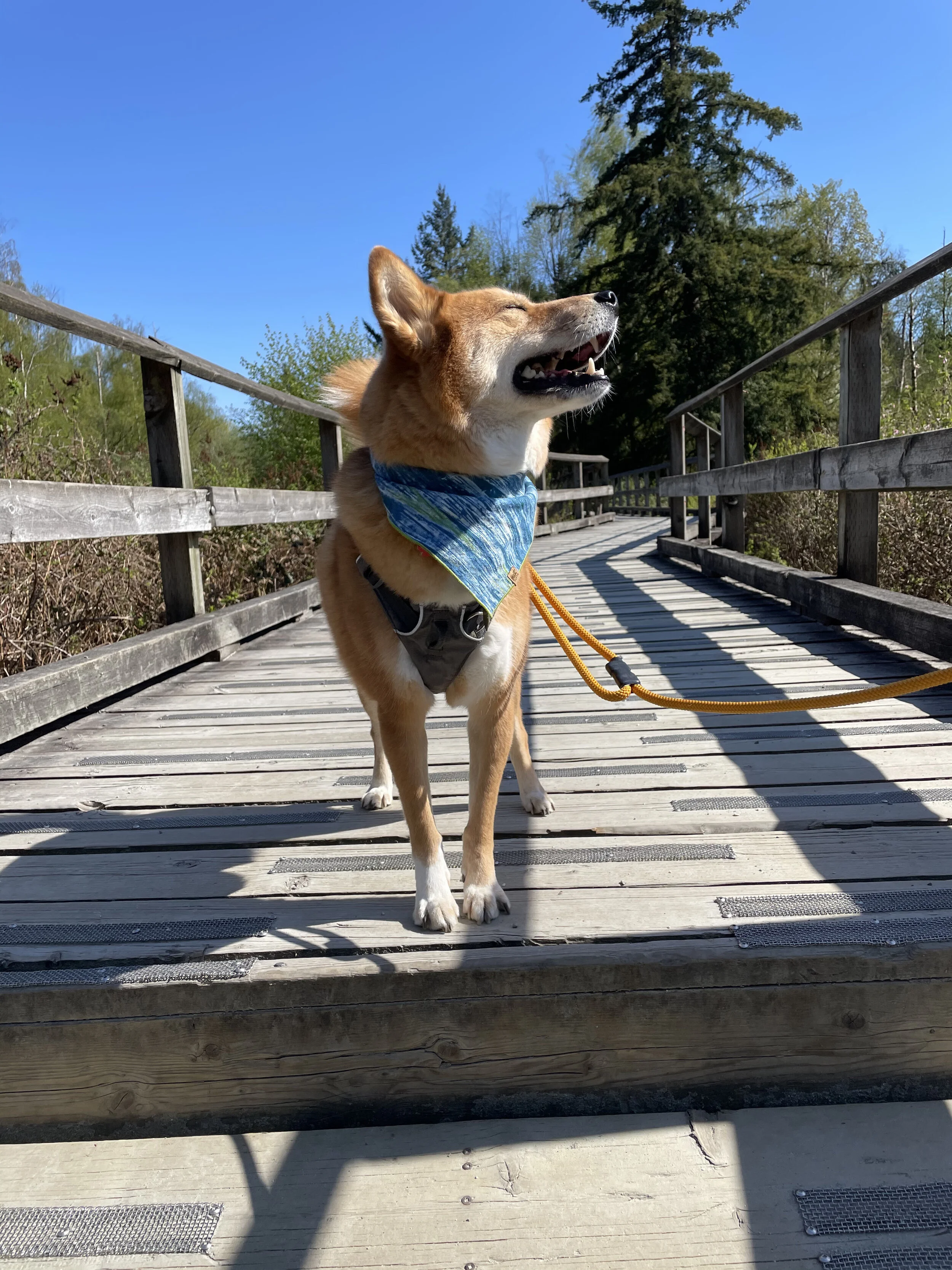 Markus enjoying the sunshine on a mini bridge on Burnaby Lake