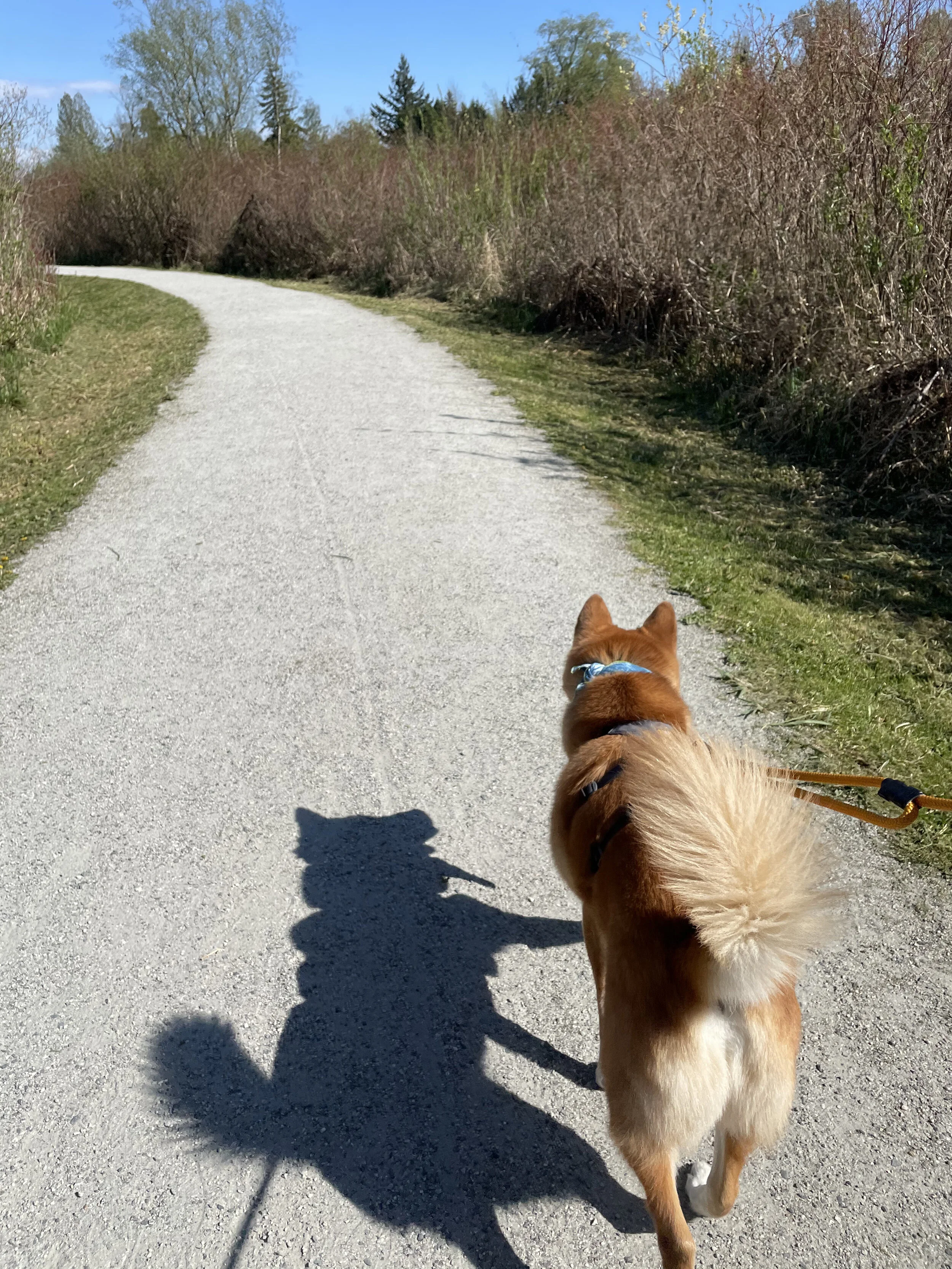 Markus walking along the trail on the way to Southside Trail around Burnaby Lake