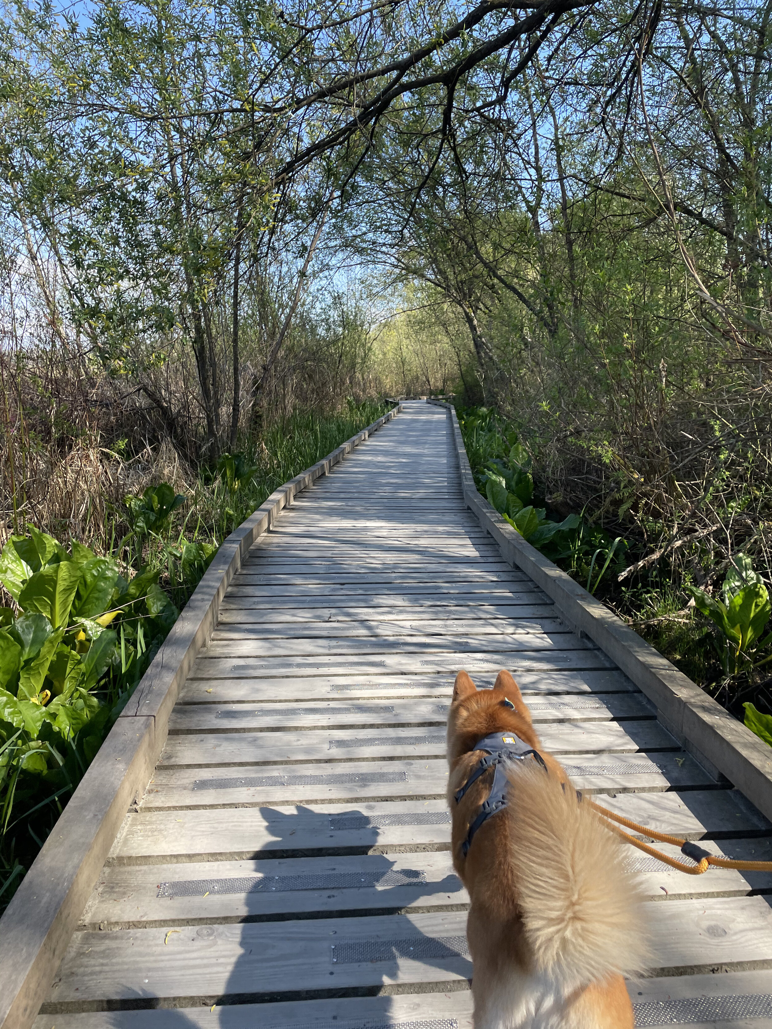 Markus walking along the wooden walkways at Burnaby Lake