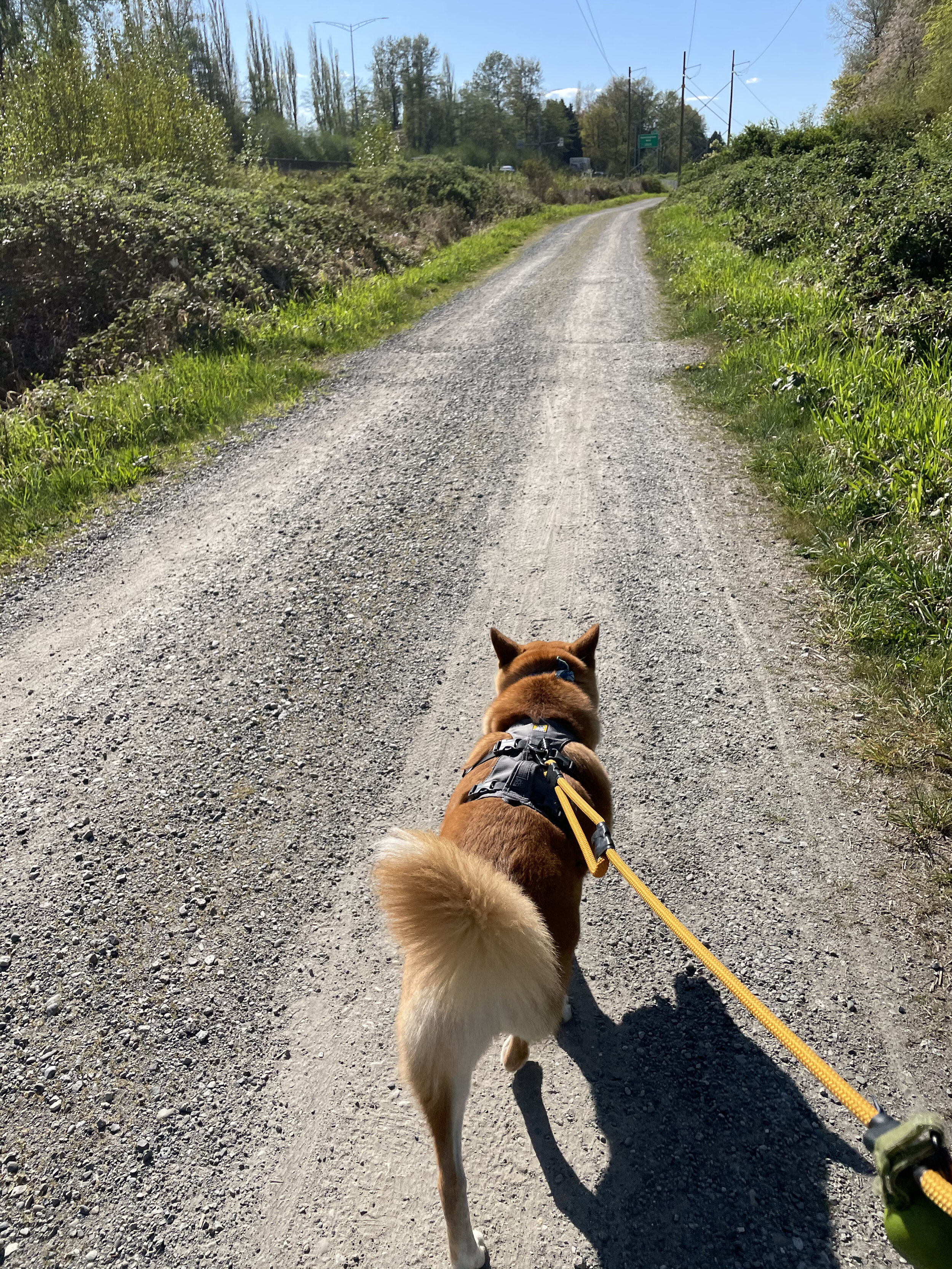 Markus walking on the path along Hwy-1 just off of Burnaby Lake