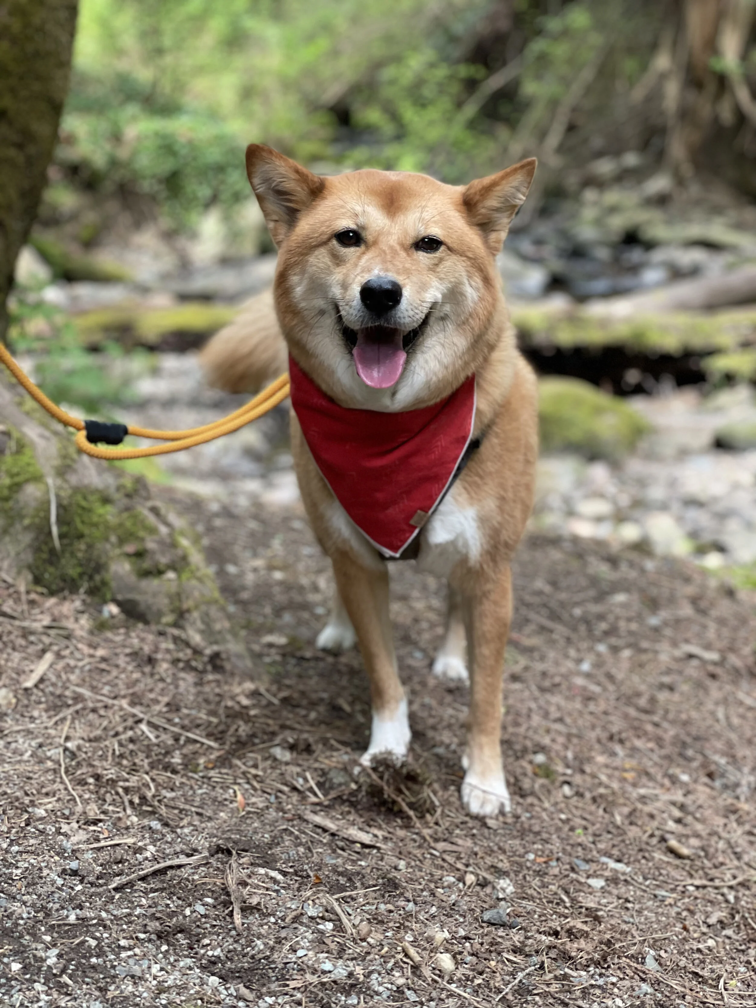 Markus posing by the creek at Byrne Creek Ravine Park