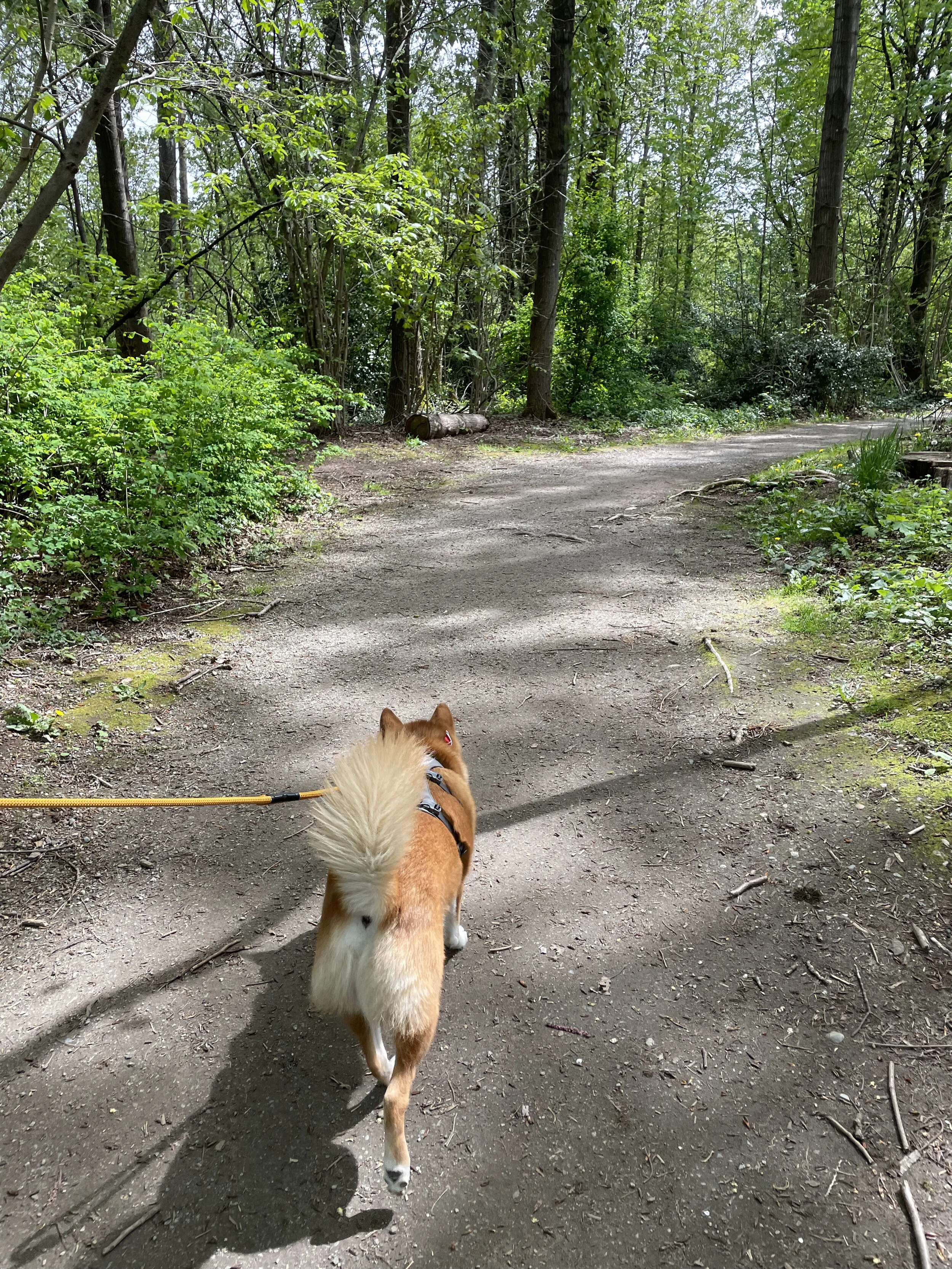 Markus walking along the path on the first half of the trail at Byrne Creek Ravine Park