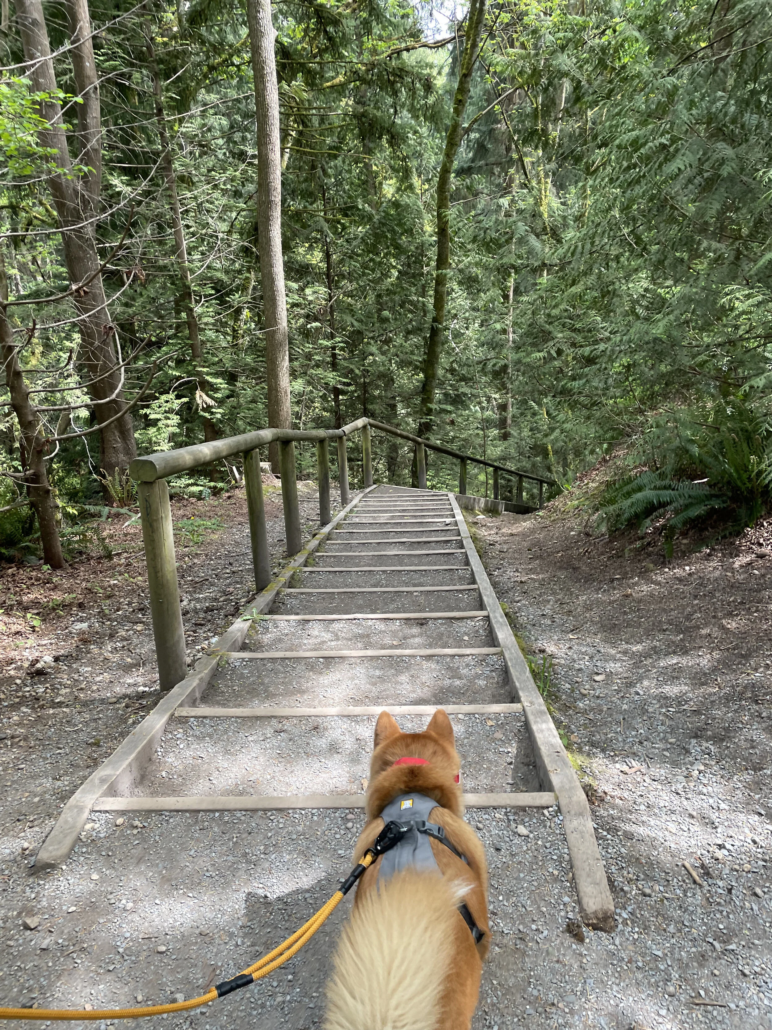 Markus standing at the top of the stairs at Byrne Creek Ravine Park