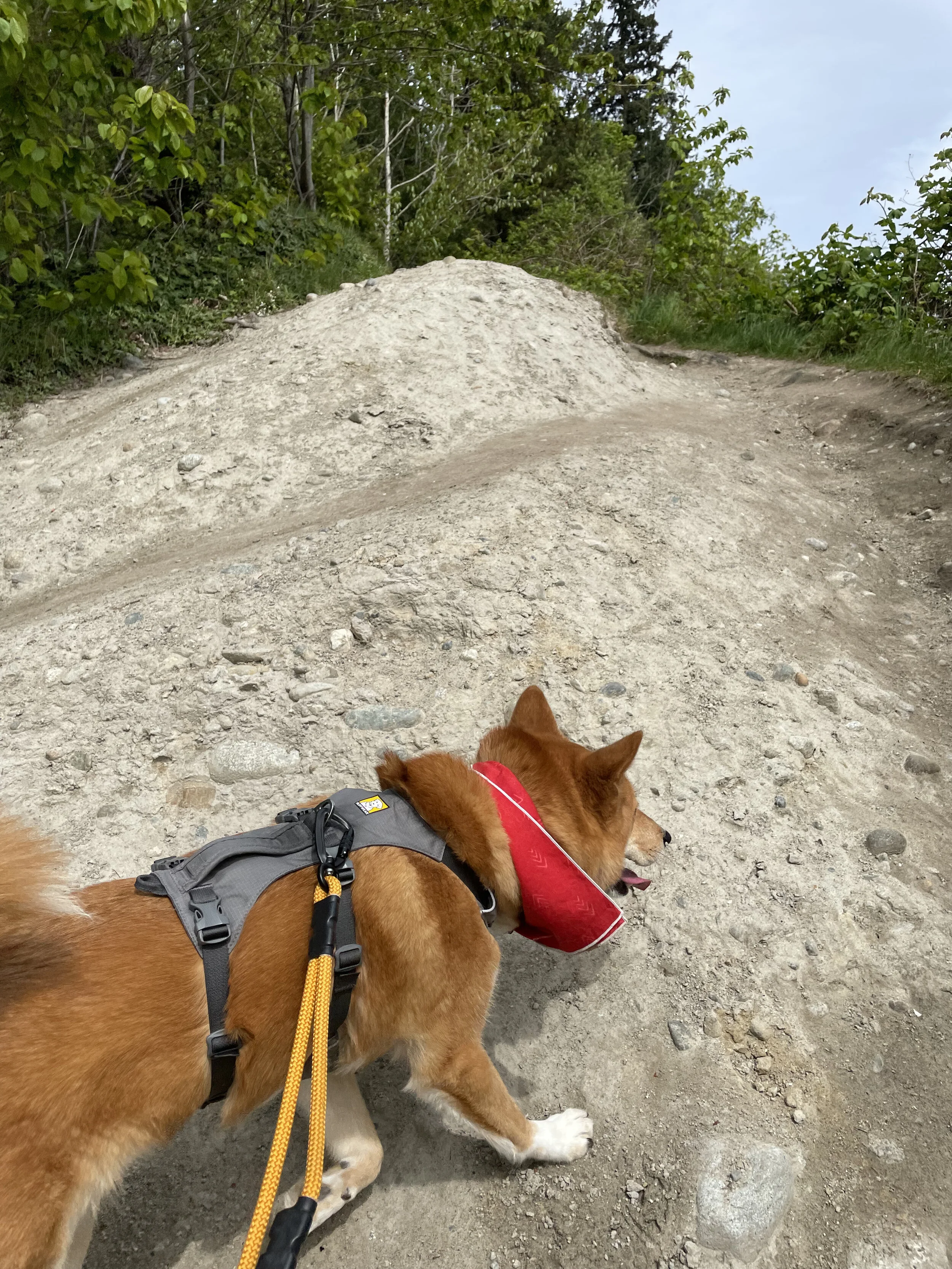 Markus making his way up the steep area of the bottom half at Byrne Creek Ravine Park