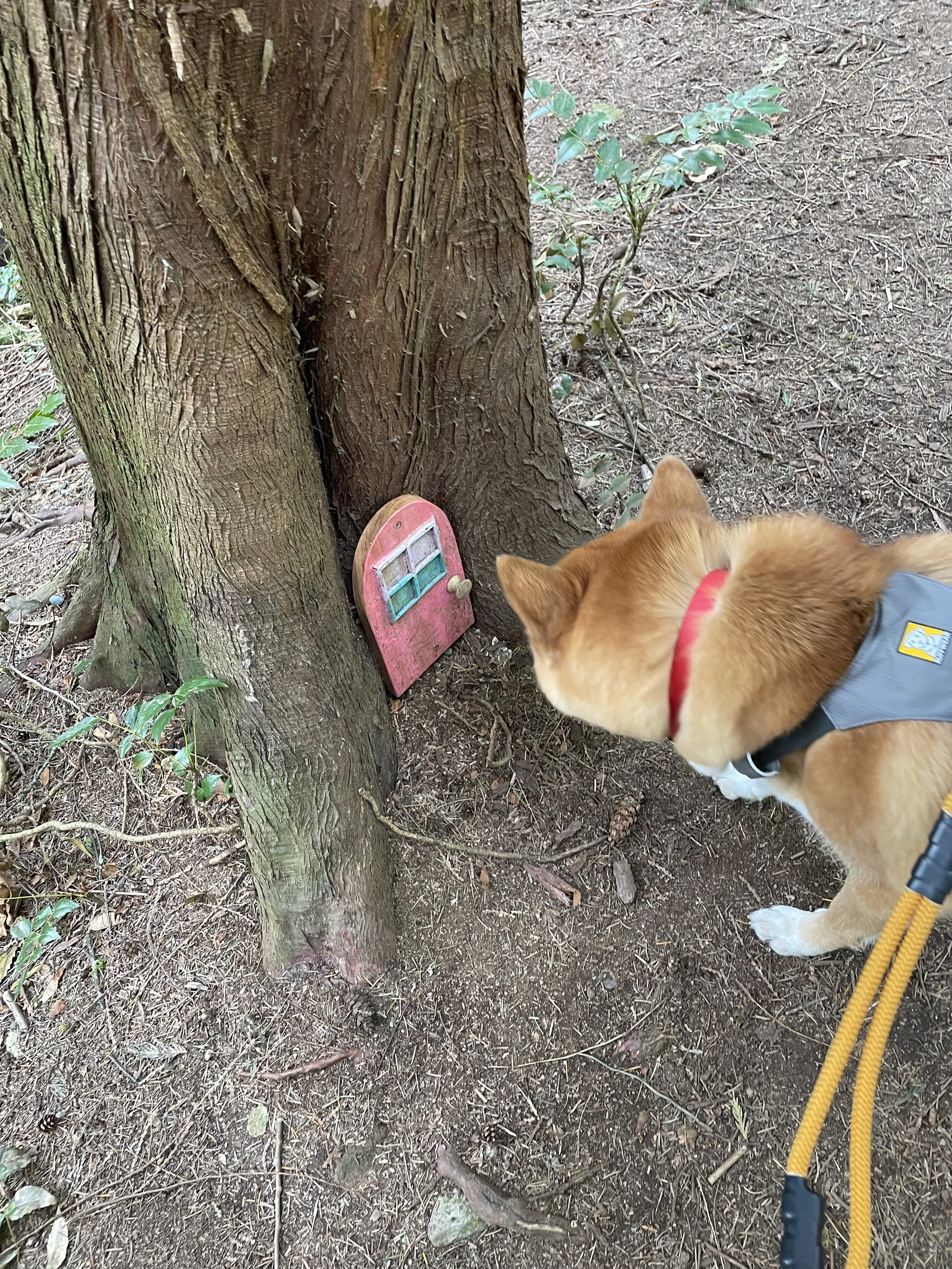 Markus trying to figure out if there are really fairies behind the fairy doors