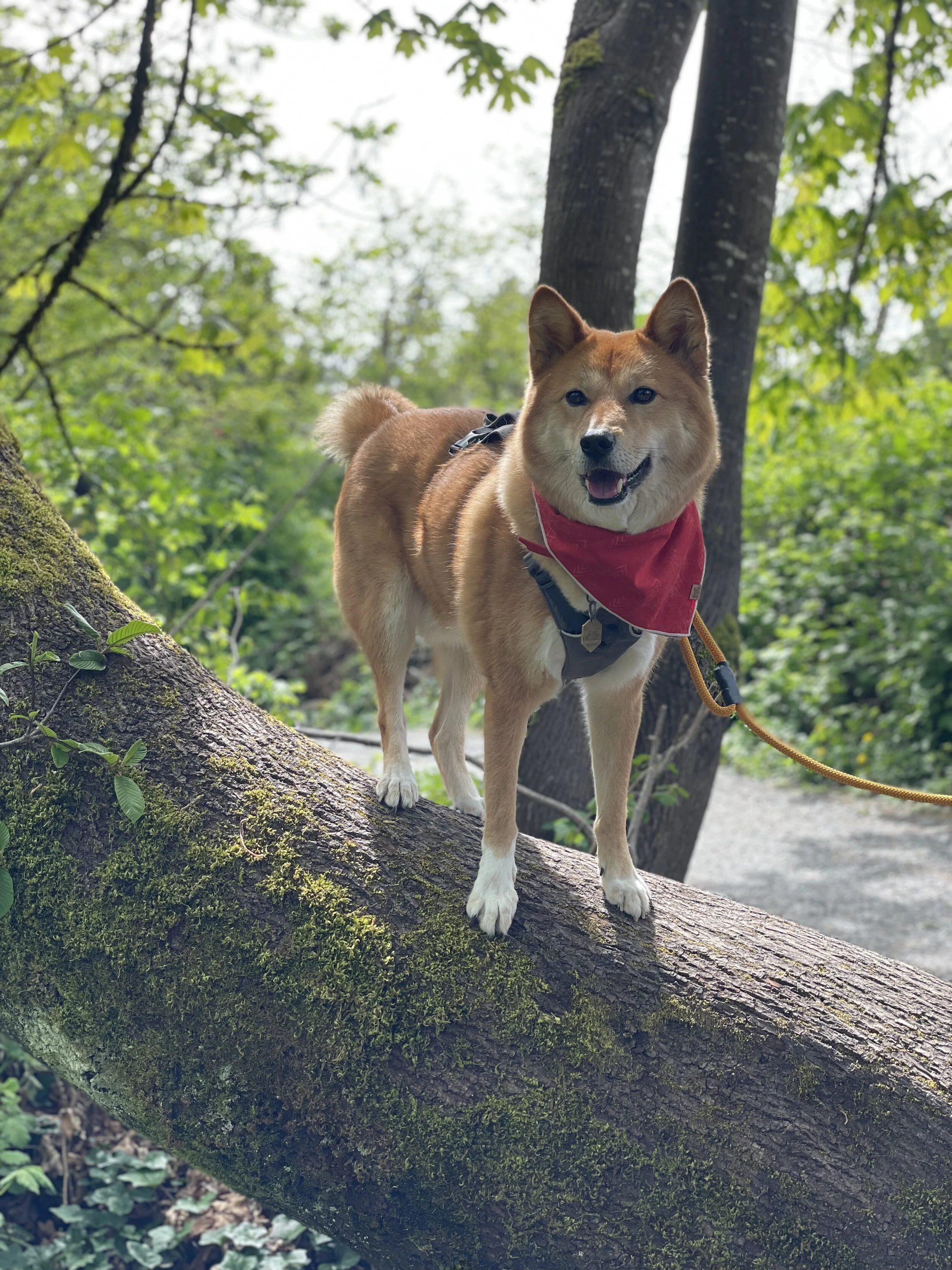 Markus balancing on a tree along the trail on Byrne Creek Ravine Park