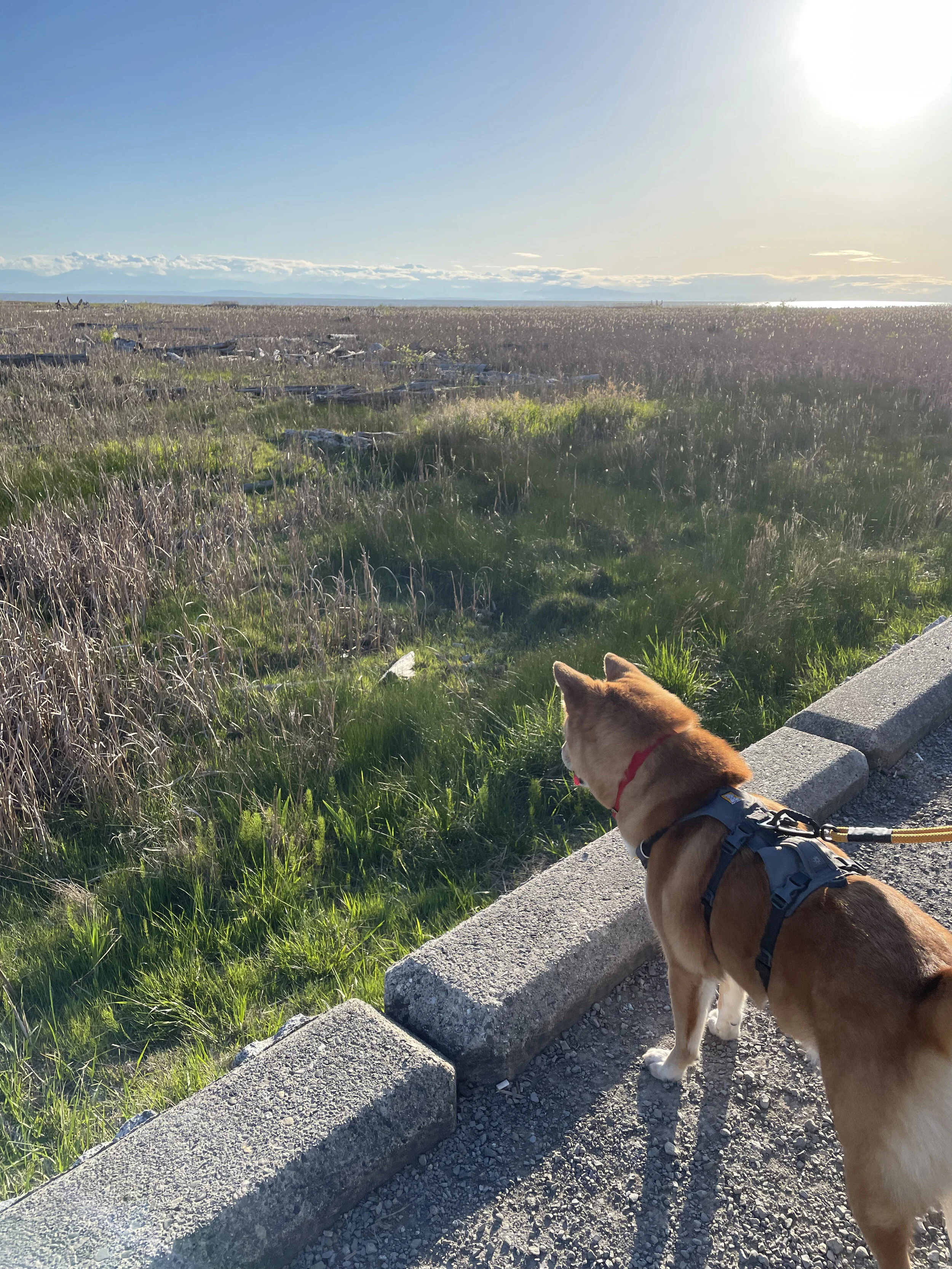 Markus looking out towards the grasslands to see if there’s prey to be found