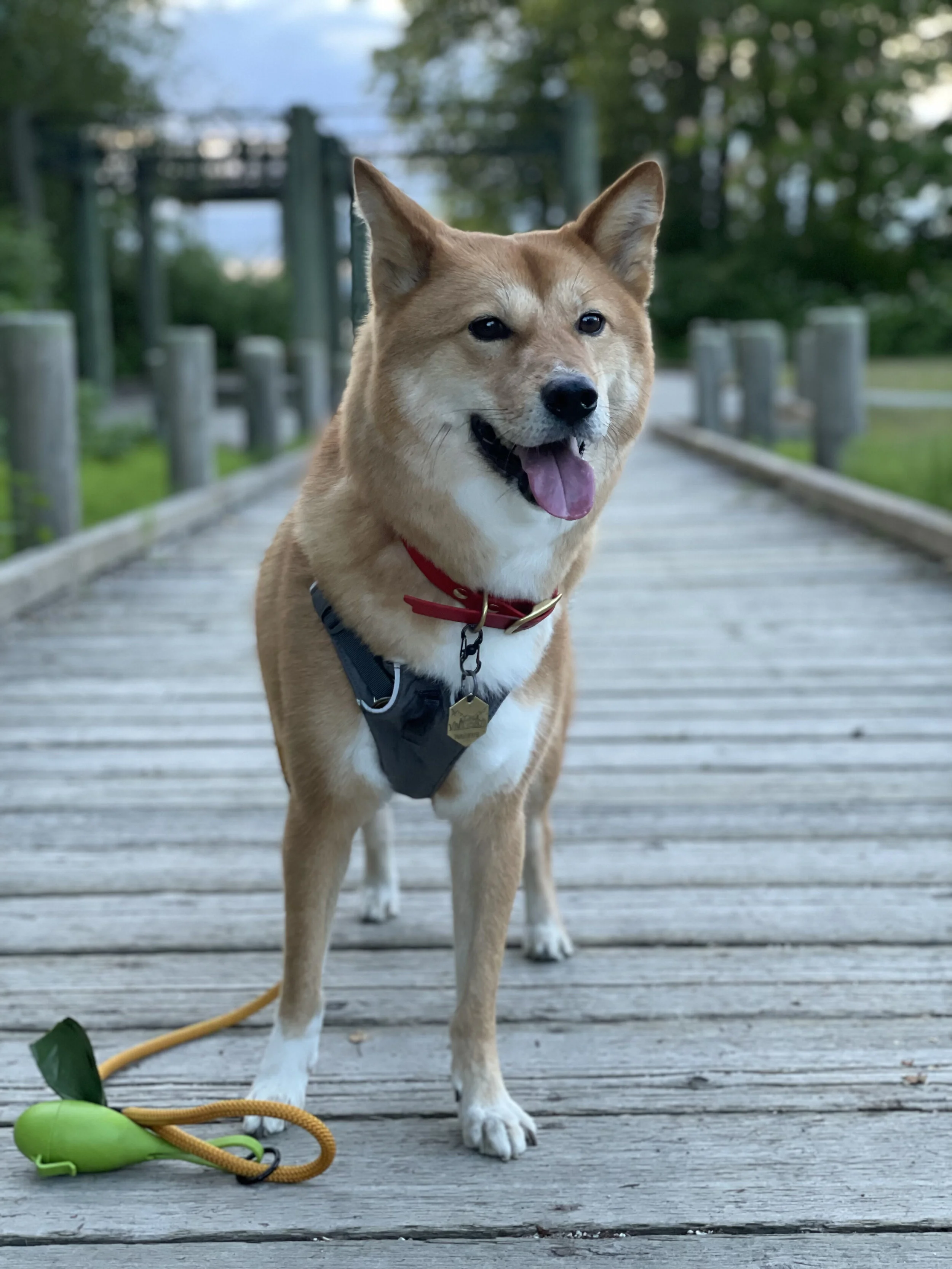 Markus posing by the lookout by Deas Island Regional Park
