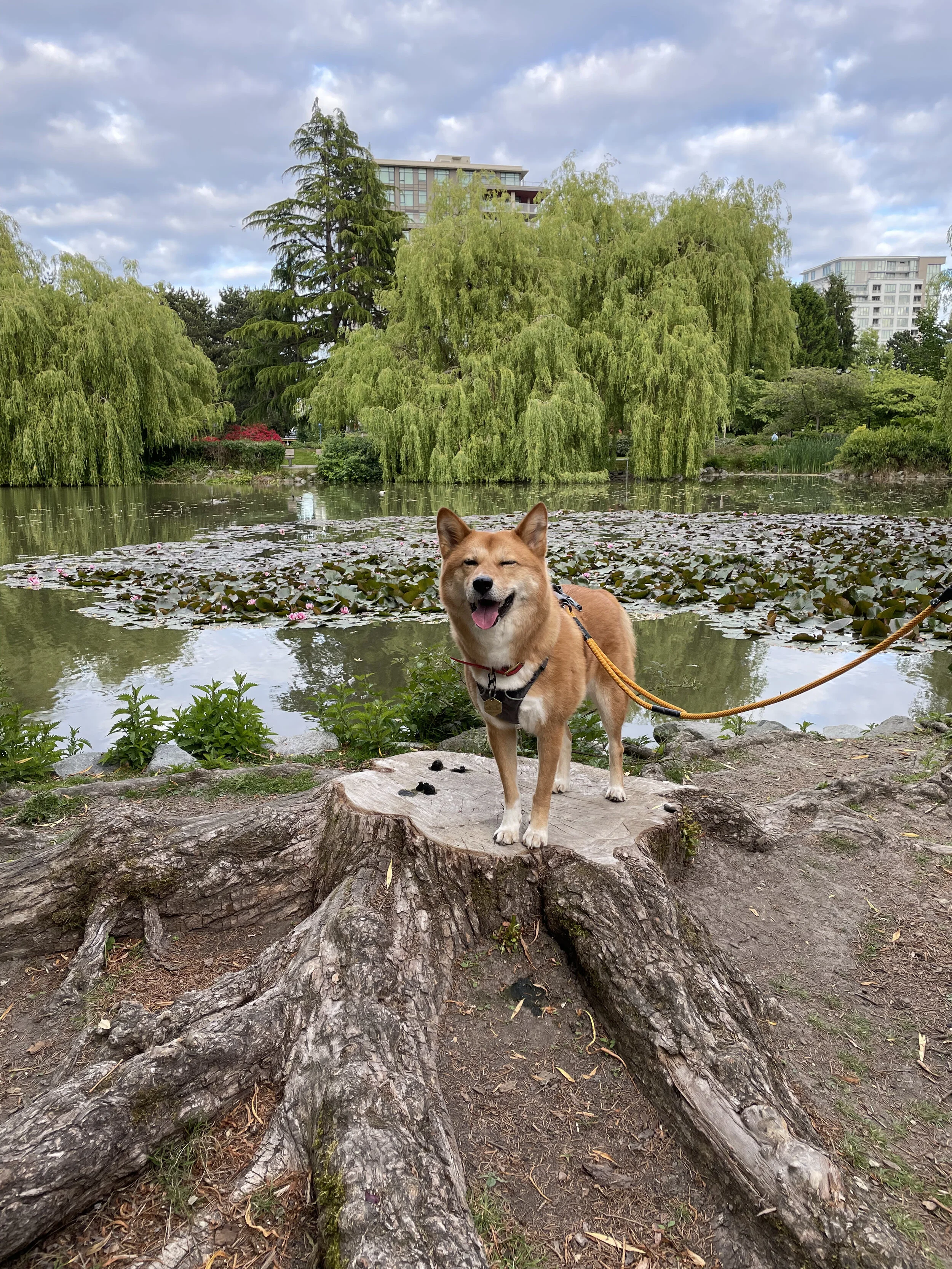 Markus enjoying the serenity of Minoru Lakes