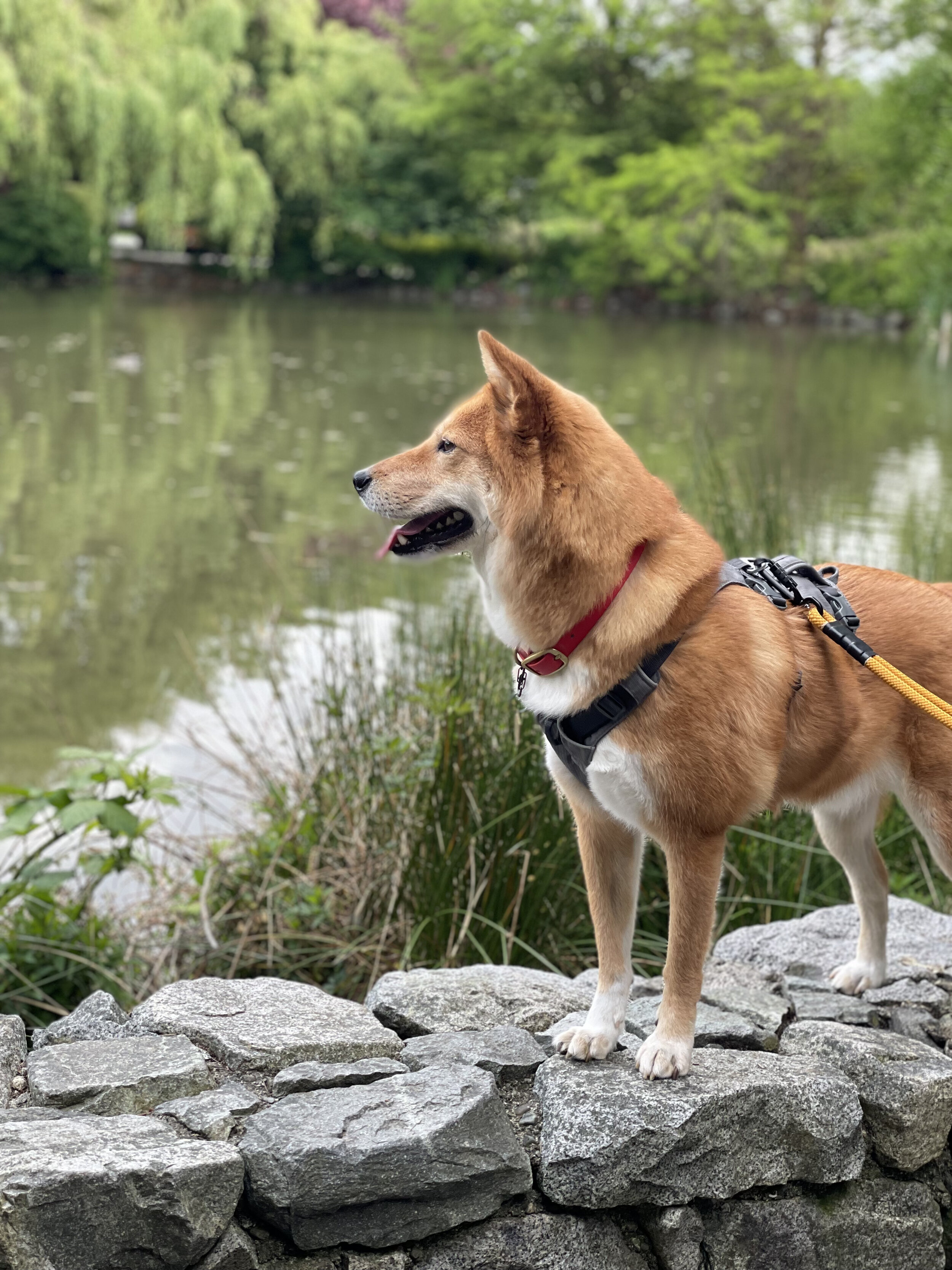 Markus looking out into Minoru Lakes