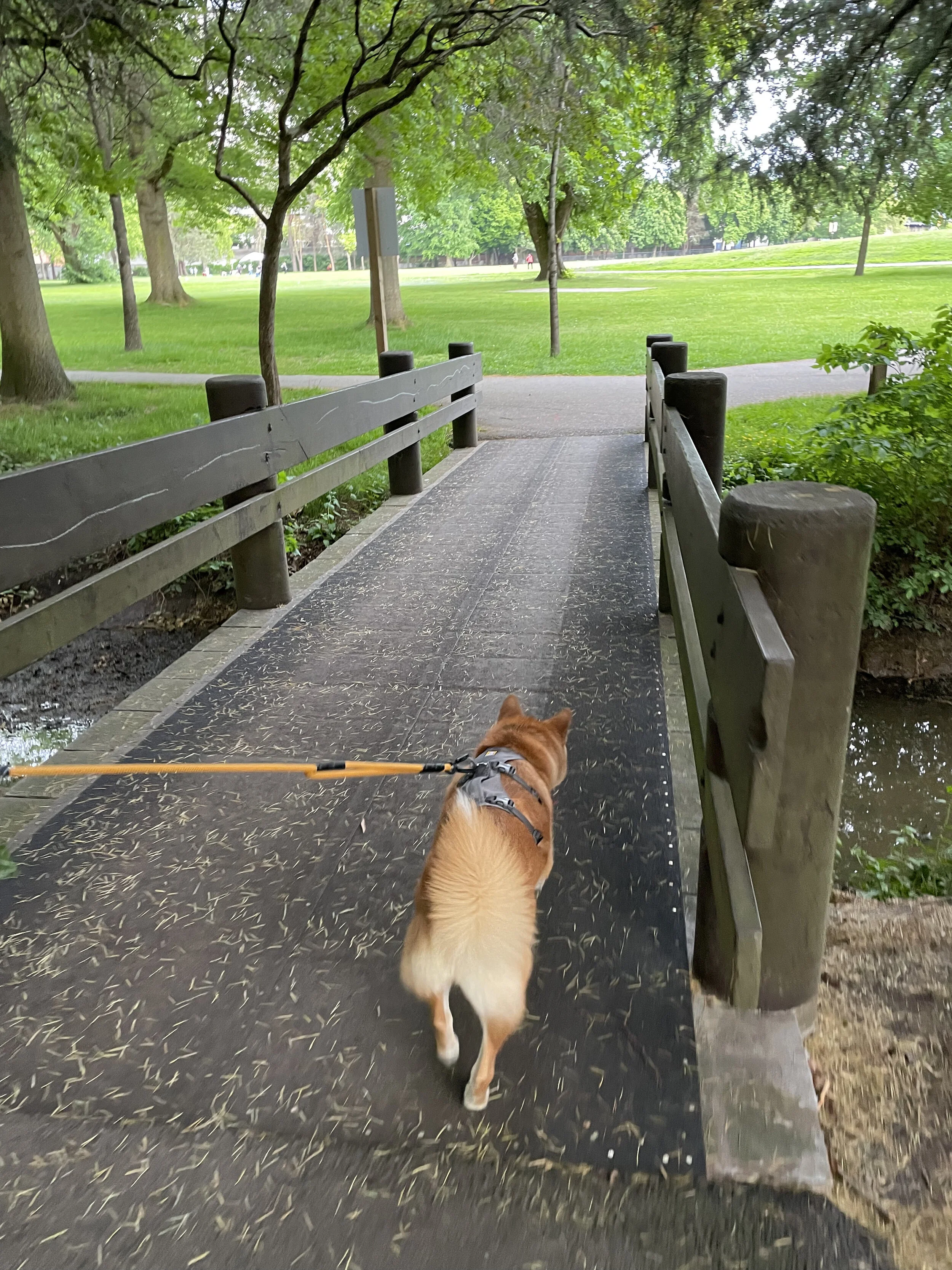Markus crossing one of the small bridges at Minoru Park
