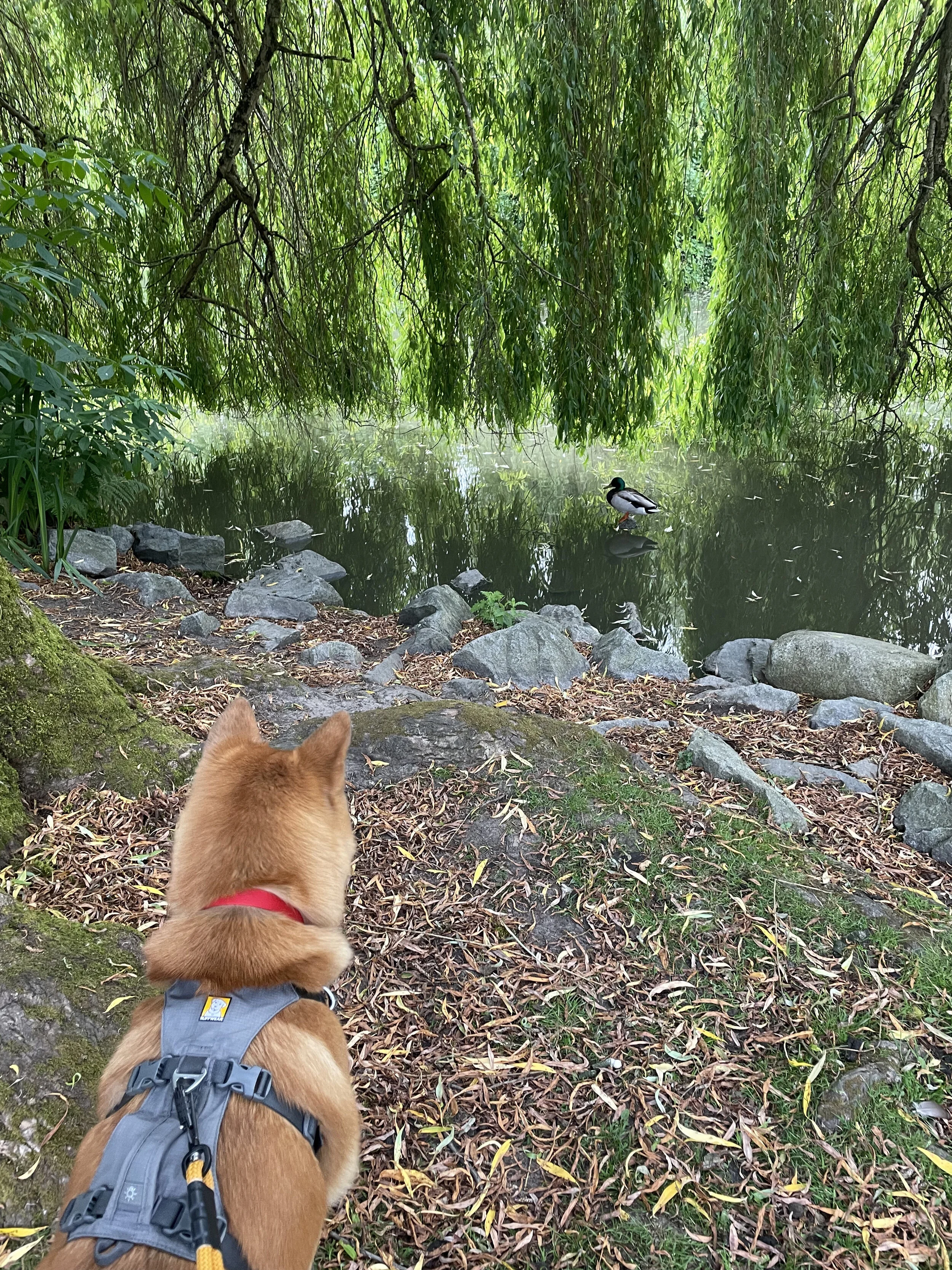 Markus watching one of the ducks sitting on a rock at Minoru Lakes