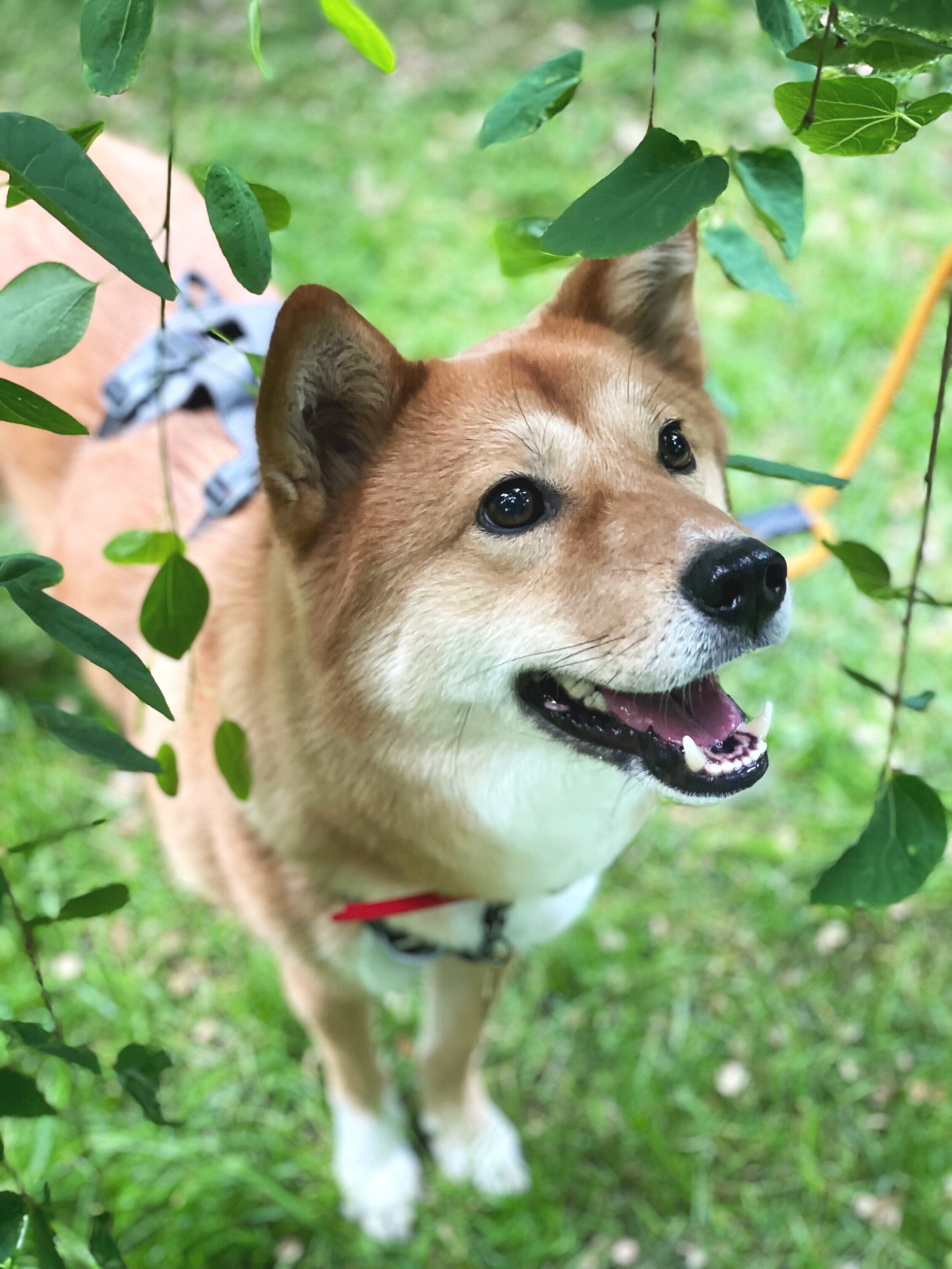 Markus looking through the leaves at Minoru Park