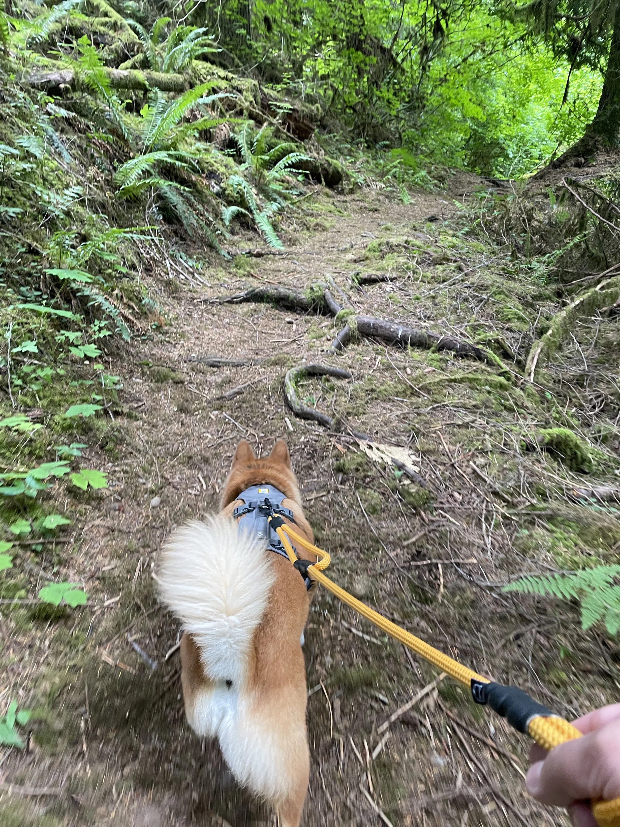 Markus walking along the overgrown mossy area of the Hope-Nicola Valley Trail Loop