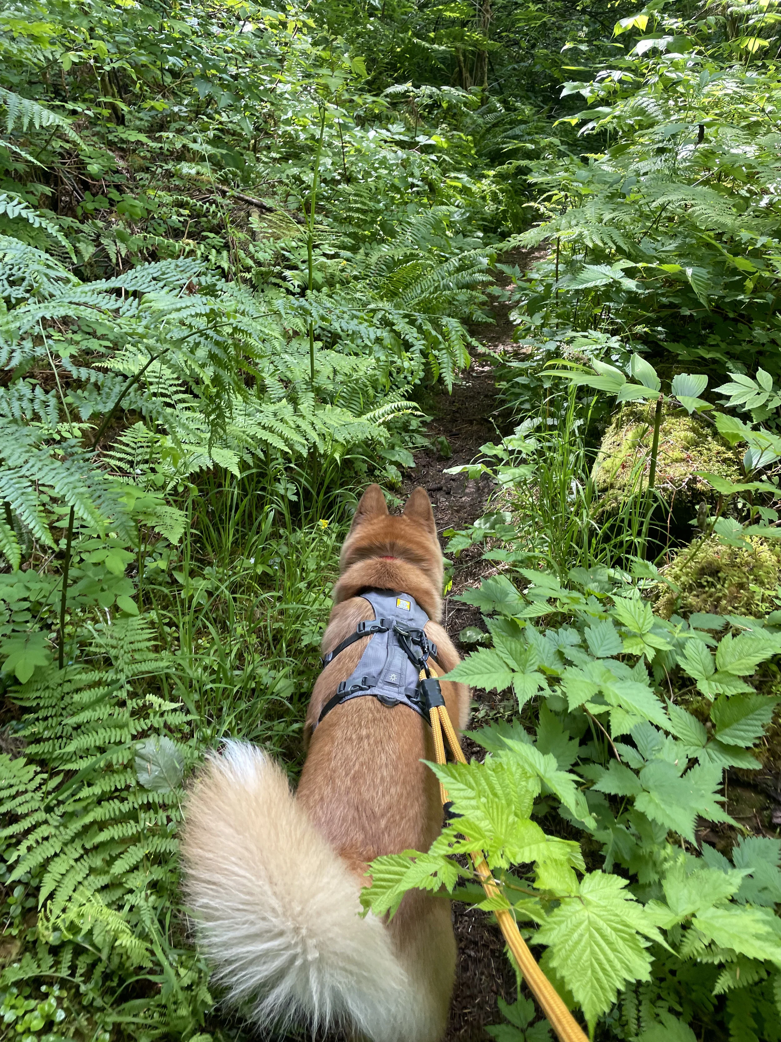 Markus trying to cut through the tall shrubs along the Hope-Nicola Valley Trail Loop