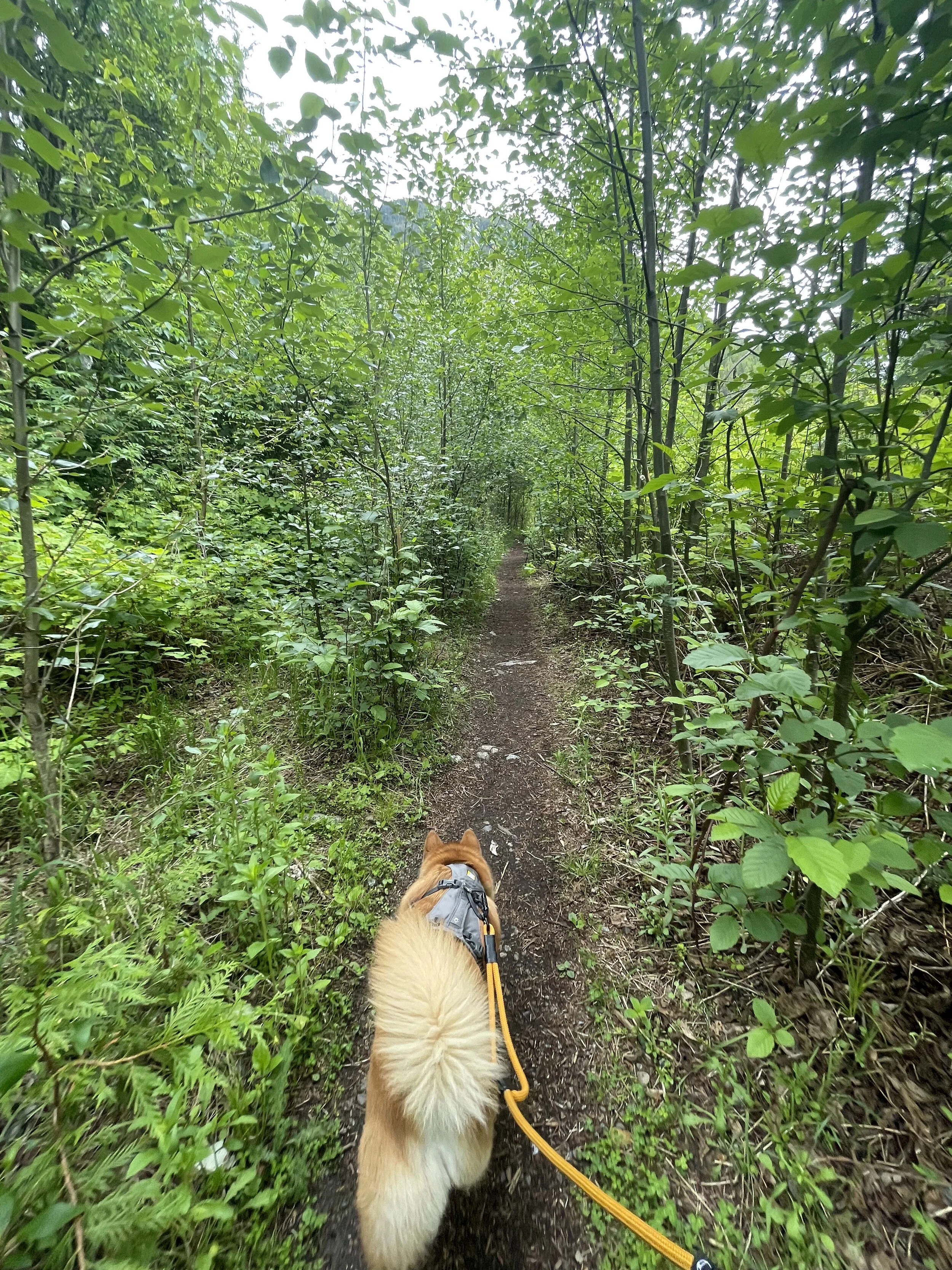 Markus cutting through the tall shrubs at Bosuemarne Falls