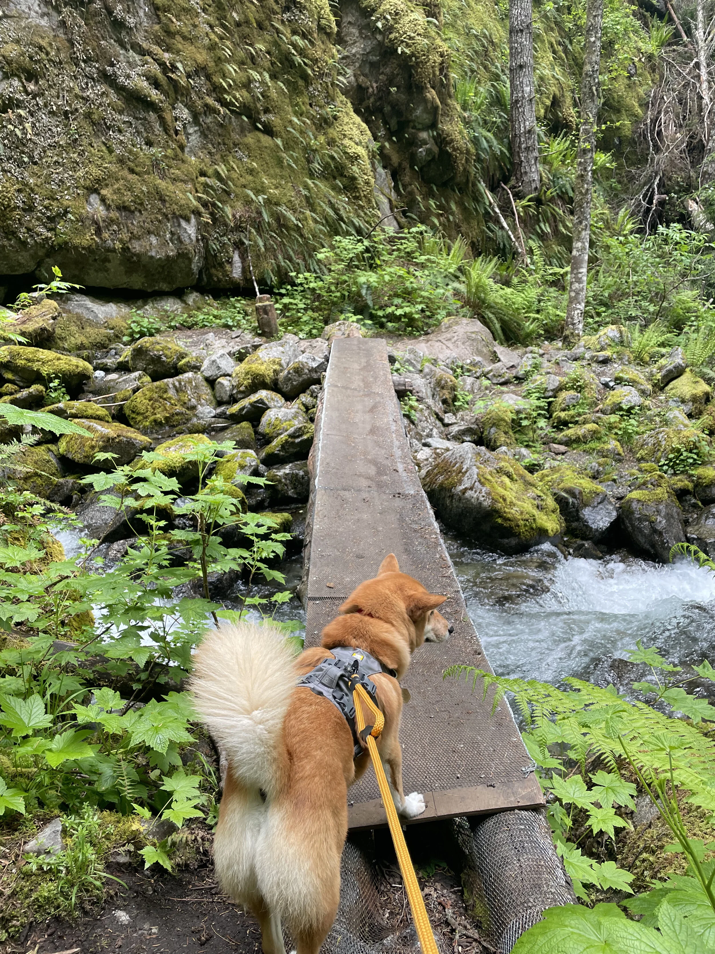 Markus testing to see if the rickety bridge at Bosuemarne Falls is any good