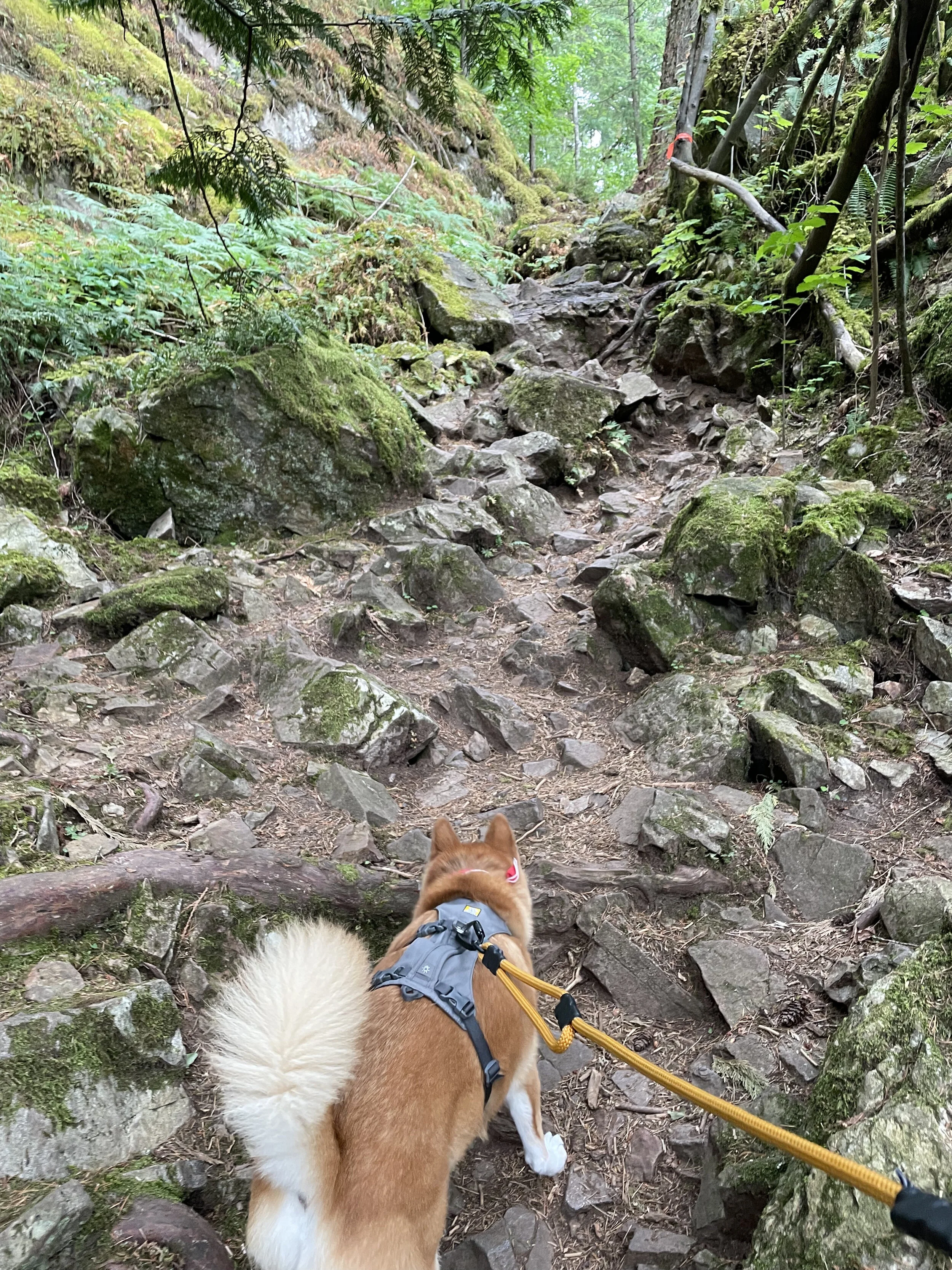 Markus working his way up the rocky paths on the Whippoorwill Point Trail with an orange marker in the distance