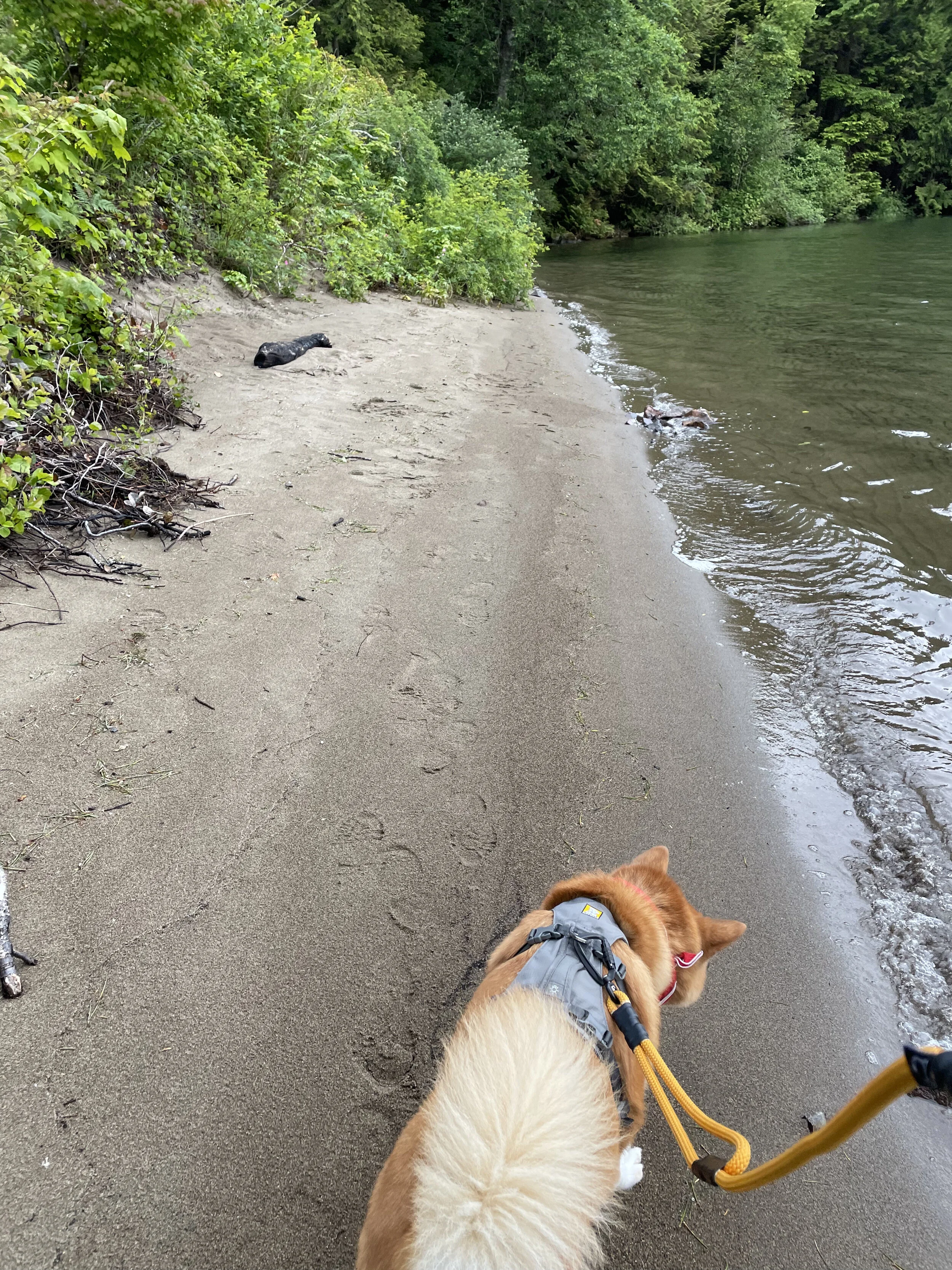 Markus walking along Sandy Cove Beach
