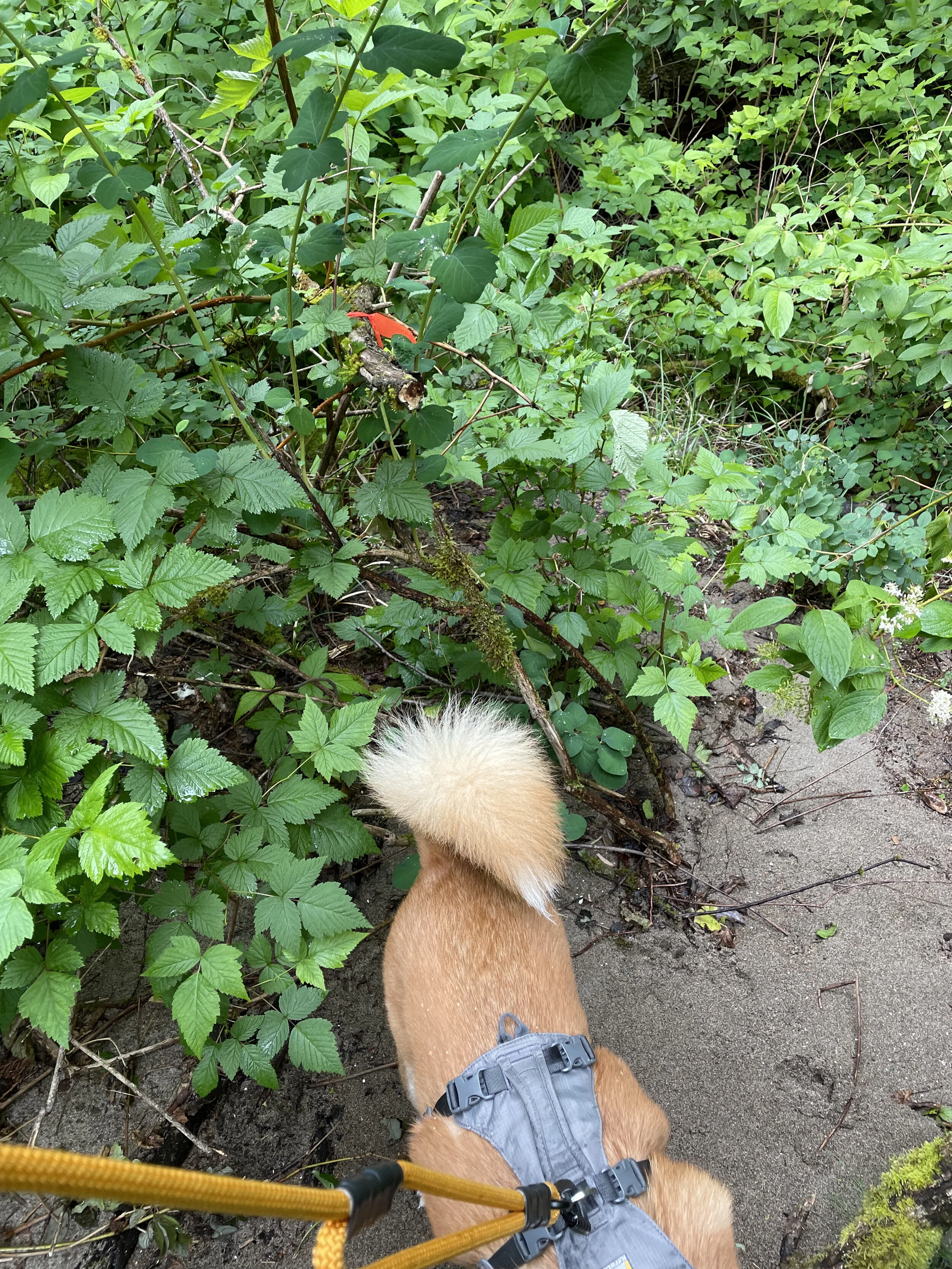 An orange marker tied to one of the shrubs towards the end of the beach