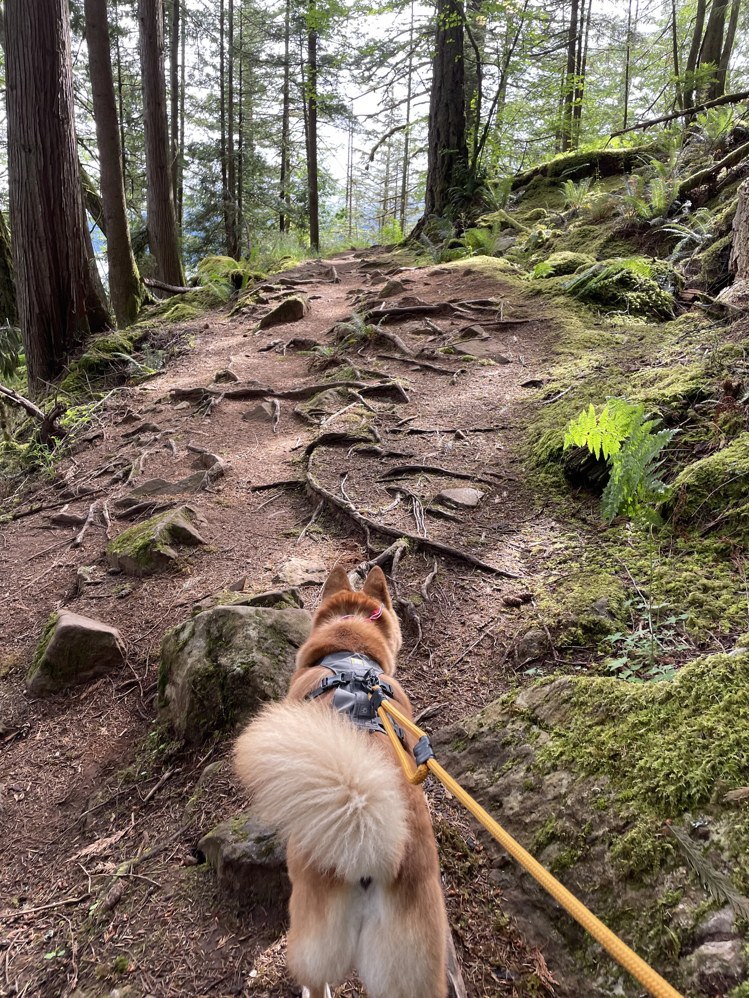 Markus following the path on the Whippoorwill Point Trail