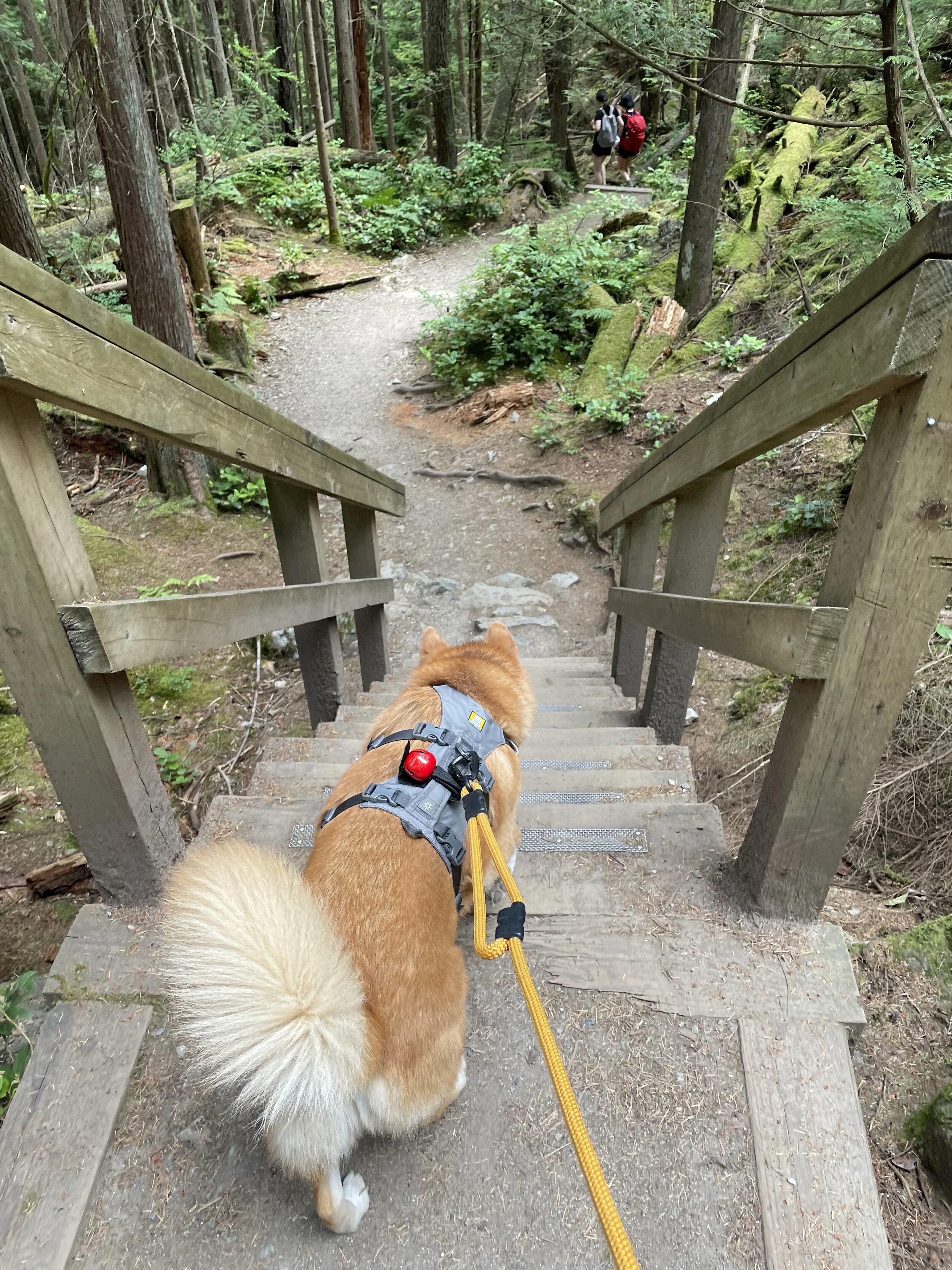 Markus going down the stairs along Jug Island Trail
