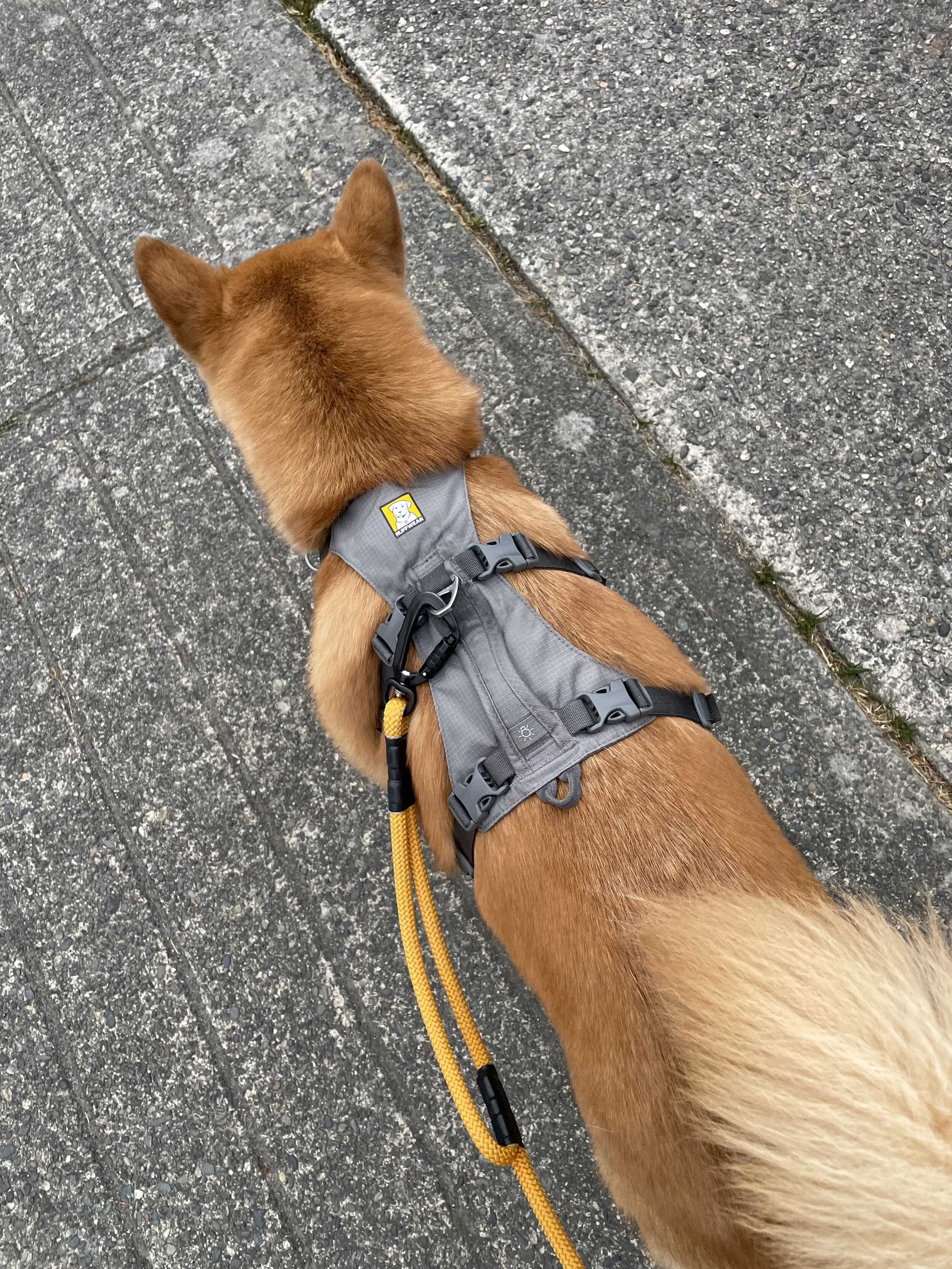 Top-down look of the Ruffwear Flagline Dog Harness with Handle