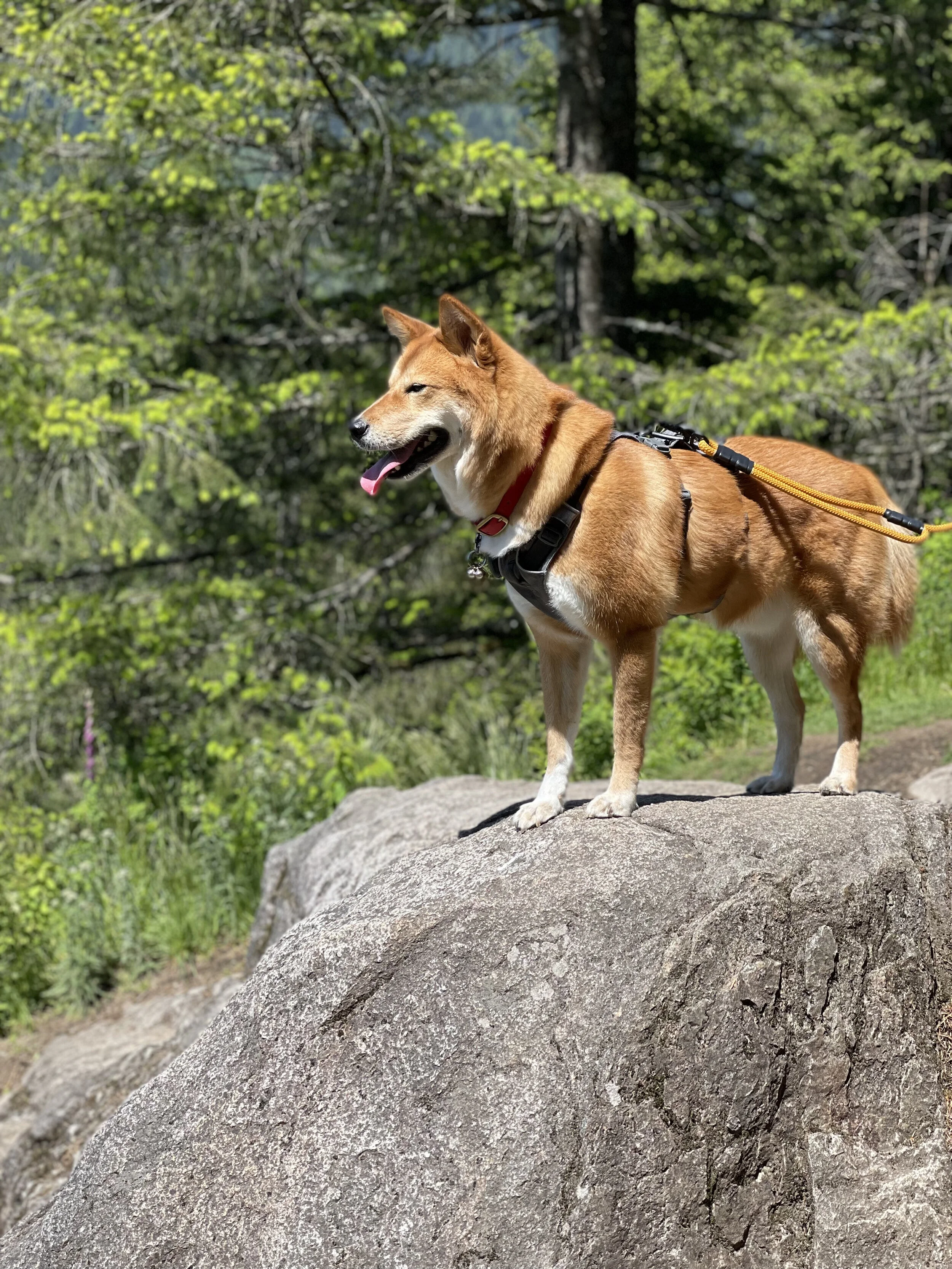 Side profile of Markus wearing the  Ruffwear Flagline Dog Harness with Handle