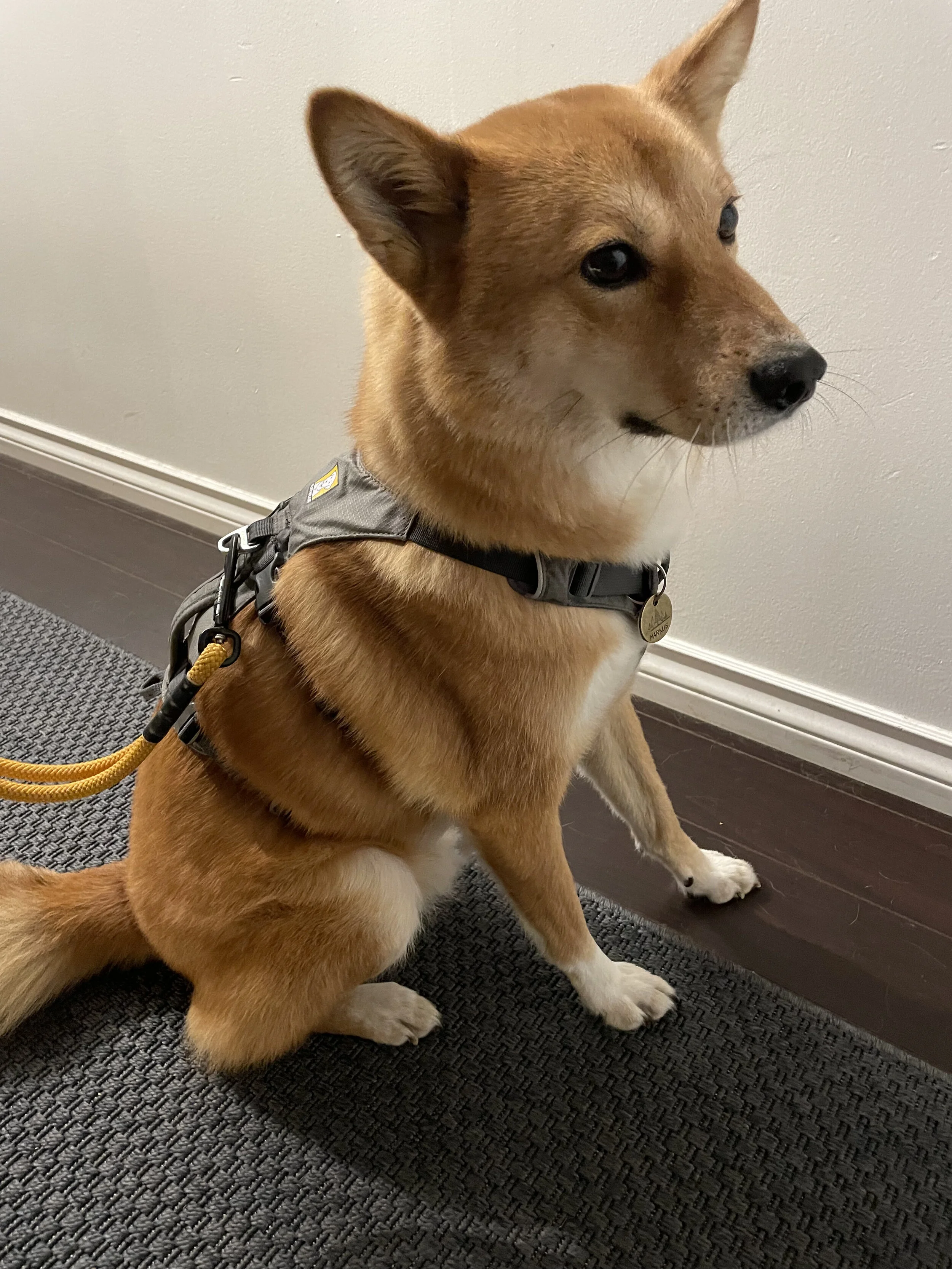 Testing the length of the harness with Markus sitting down