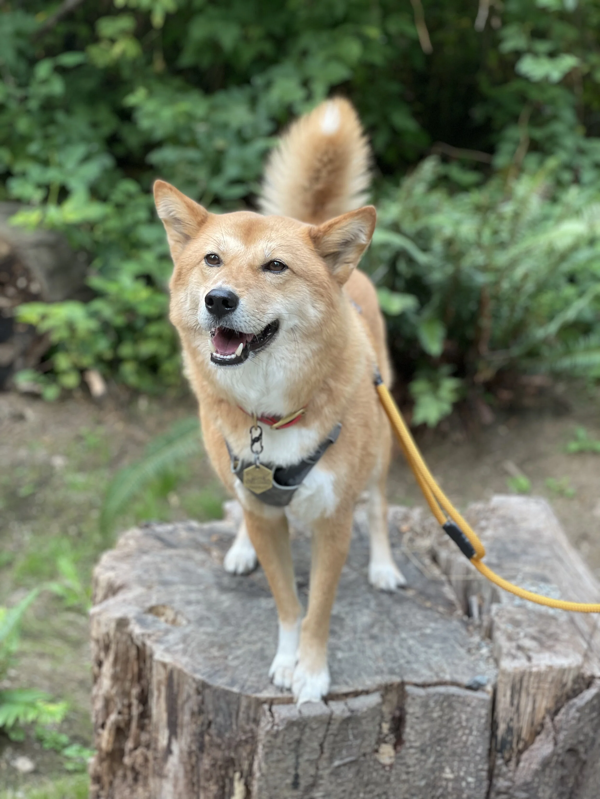 Markus smiling on a stump on the Confederation Park Off-Leash Trail