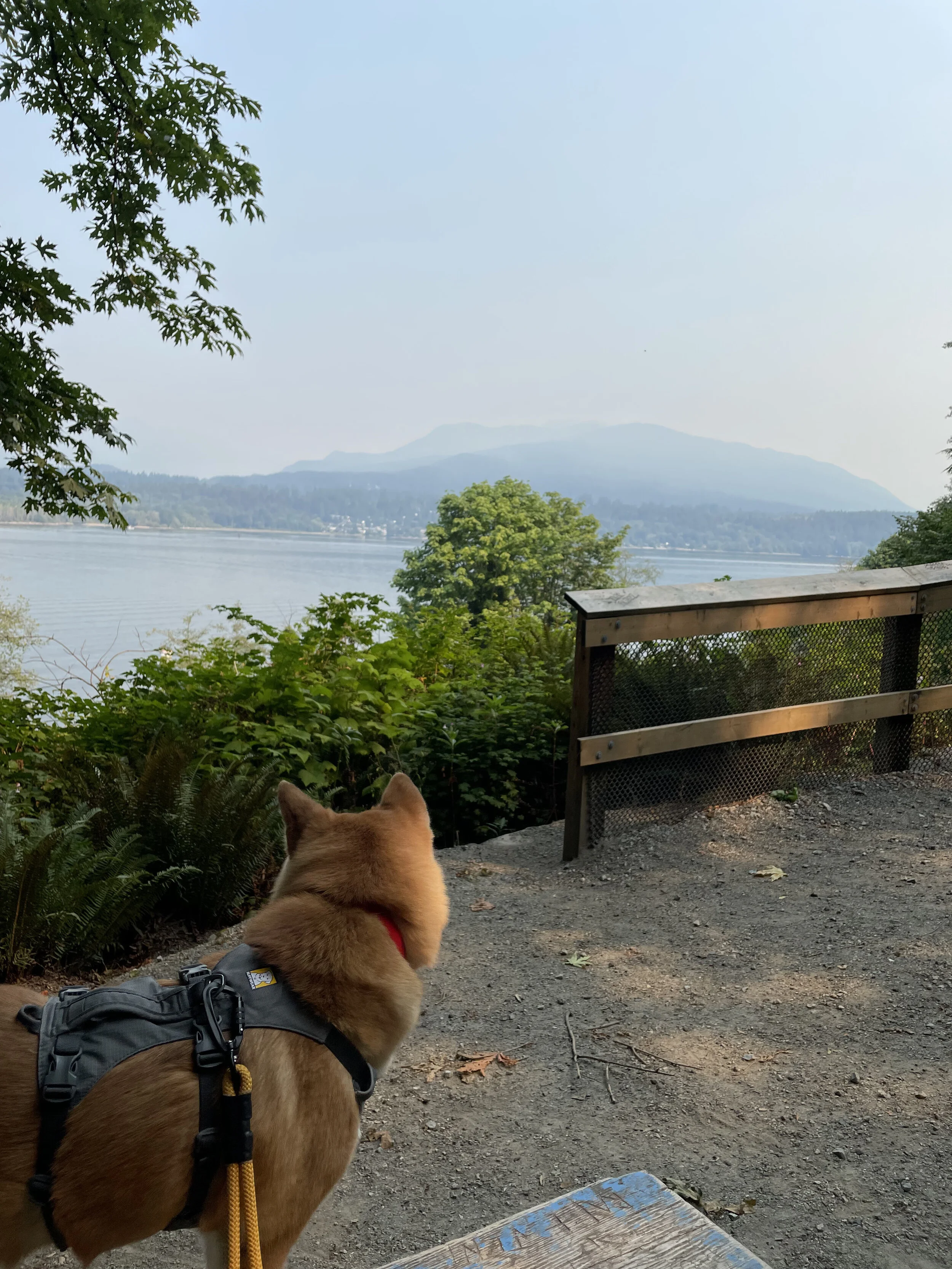 Markus looking into hazy Vancouver from Confederation Park Off-Leash Trail