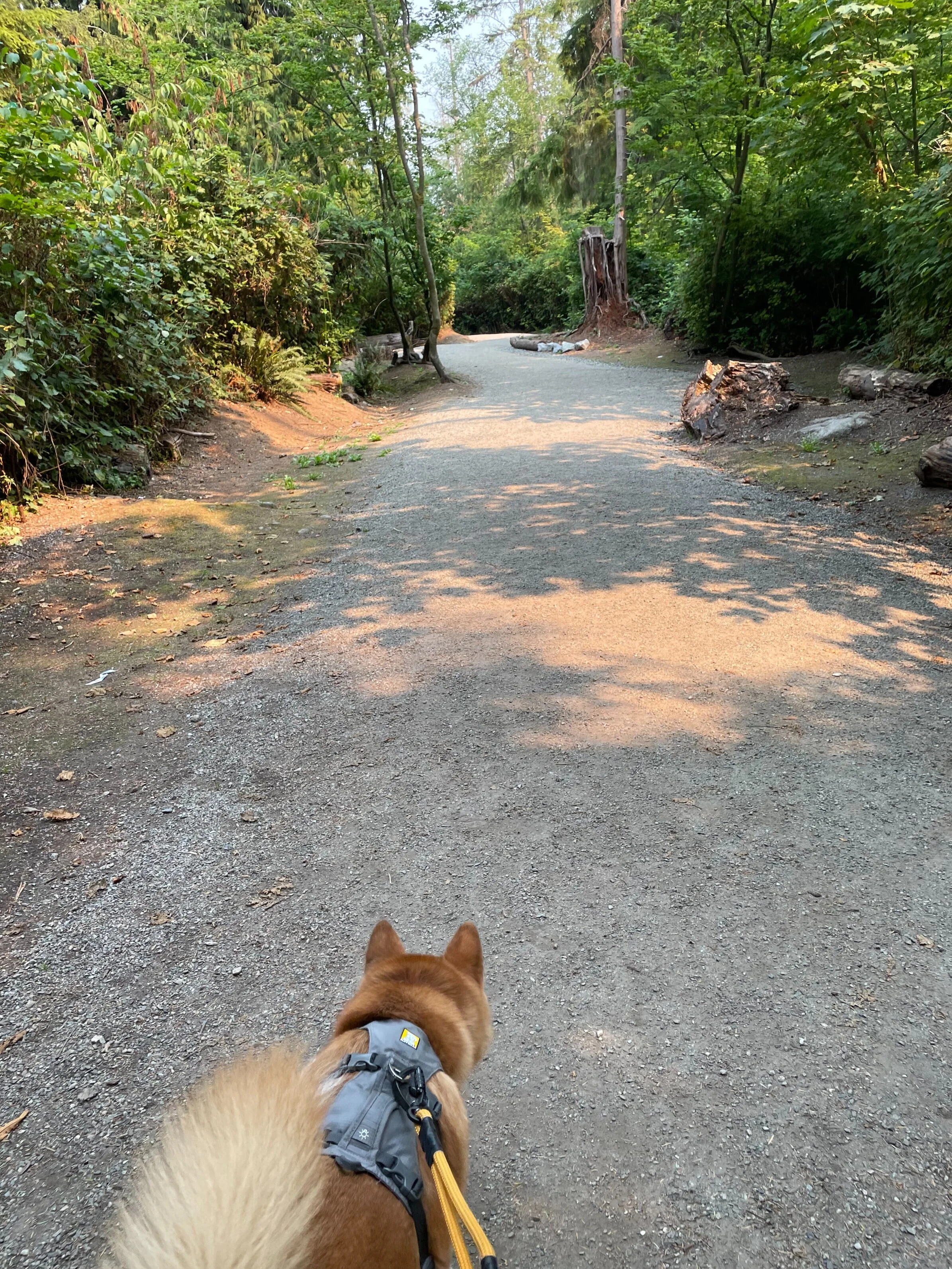Markus walking along the quiet, wide path at Confederation Park Off-Leash Trail