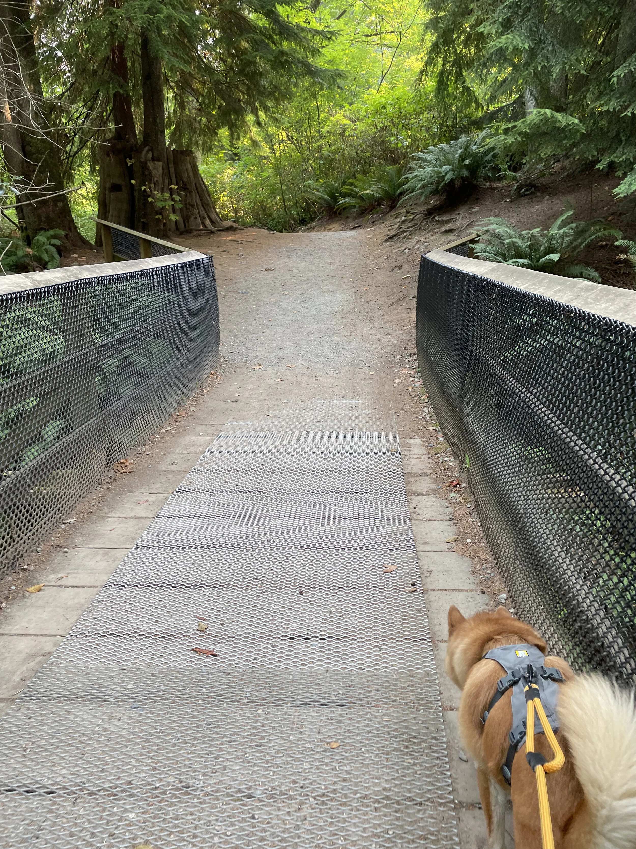 Markus insisting on walking on the side and not on the metal grates along the Confederation Park Off-Leash Trail