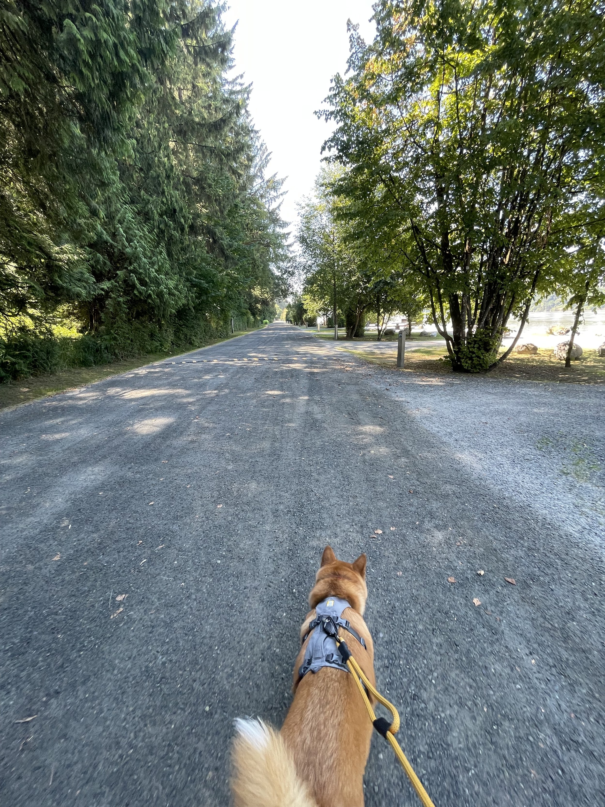 Markus along the path down the Edgewater Bar Campground along the Fraser River