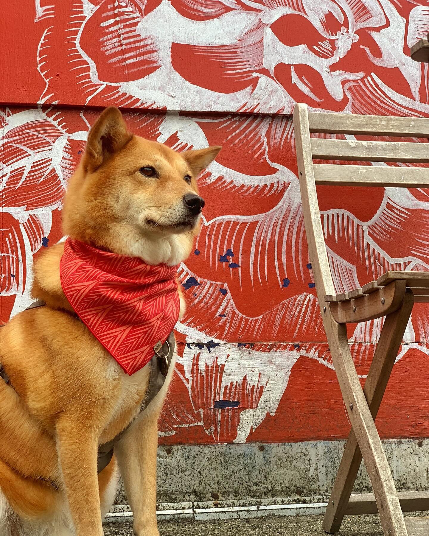 Happy Lunar New Year! 
We wish you prosperity and good fortune in the year of the dragon! 🧧 
&hellip;
ootd: Lore bandana from @muttcloth 
#adventureswithdogs #happylunarnewyear