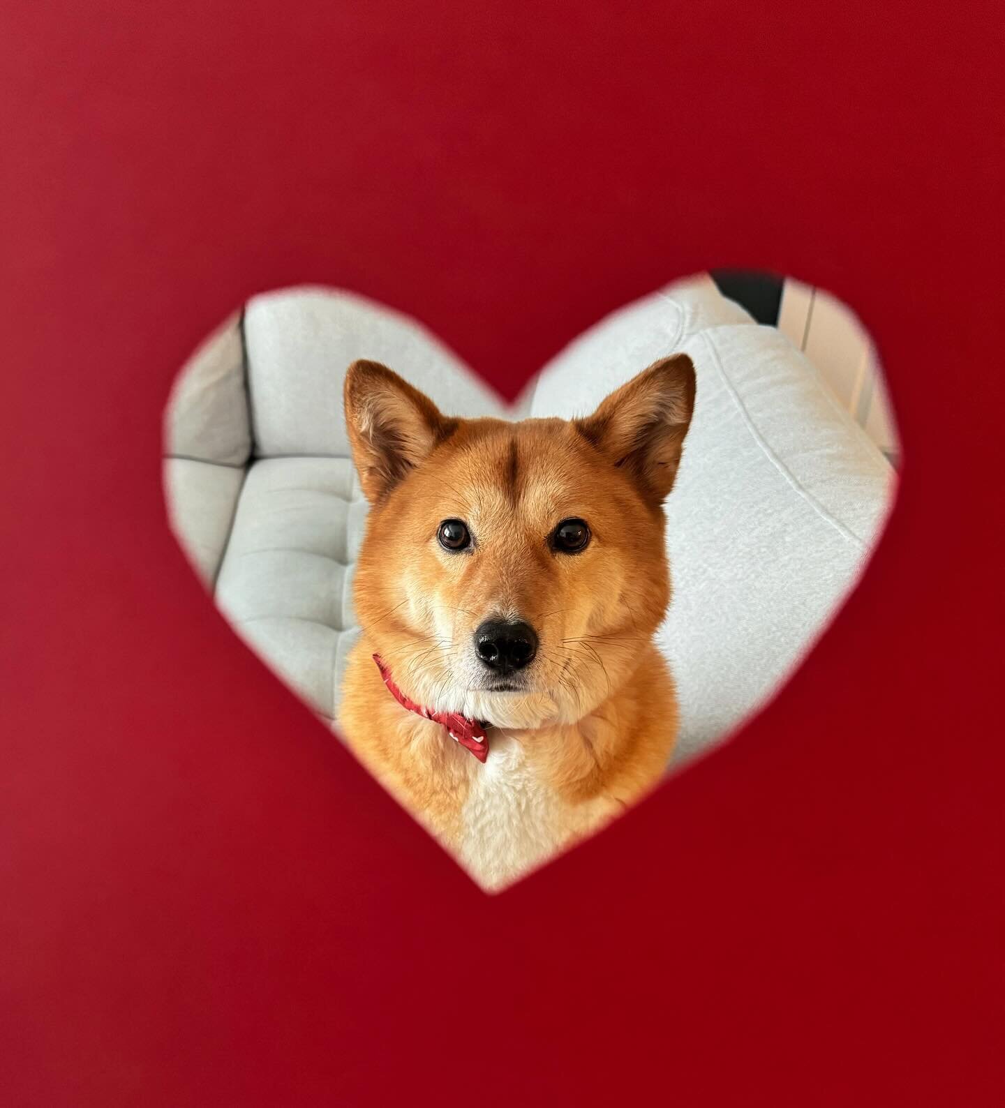 Can I follow you?
Because I was told to follow my dreams. 
Happy Valentine&rsquo;s Day! 💕 
#valentinedog #willyoubemyvalentine