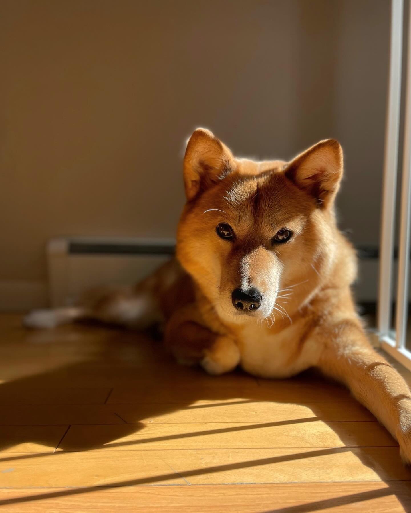 Golden boy ✨ 
&hellip;
I didn&rsquo;t think Markus was a sun bathing dog until the last couple of years. There are days when I catch him lying in the tiniest sliver of sun. And the times we&rsquo;re out in the backyard, he lies down right in the sunn