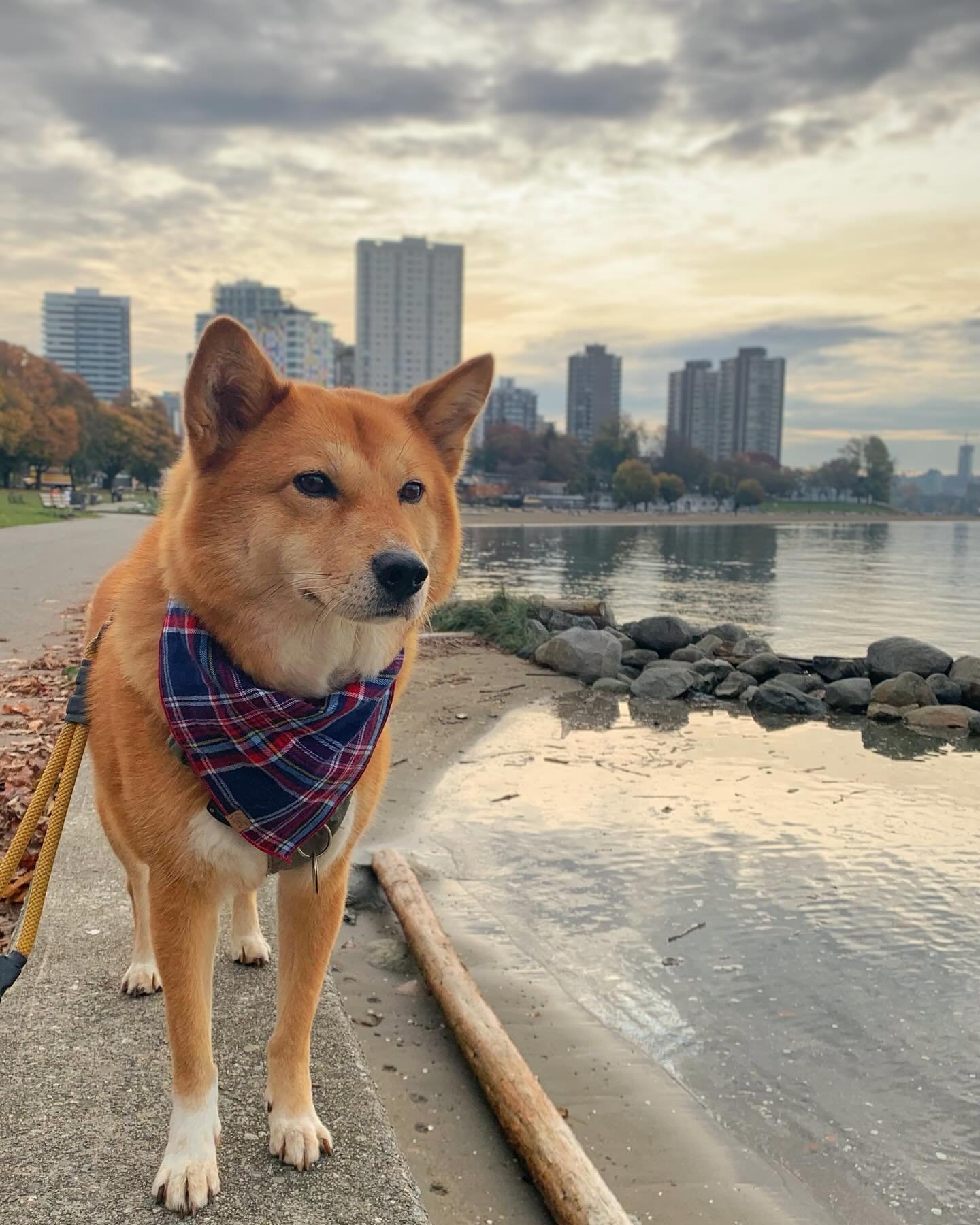Happy 10th Birthday Markus! 🥳
&hellip;
Time has flown by way too fast, and I can&rsquo;t believe he&rsquo;s 10 now! He&rsquo;s grown into such a gentle and mellow pup over the years, even taking on the role of big brother to our little hooman with s