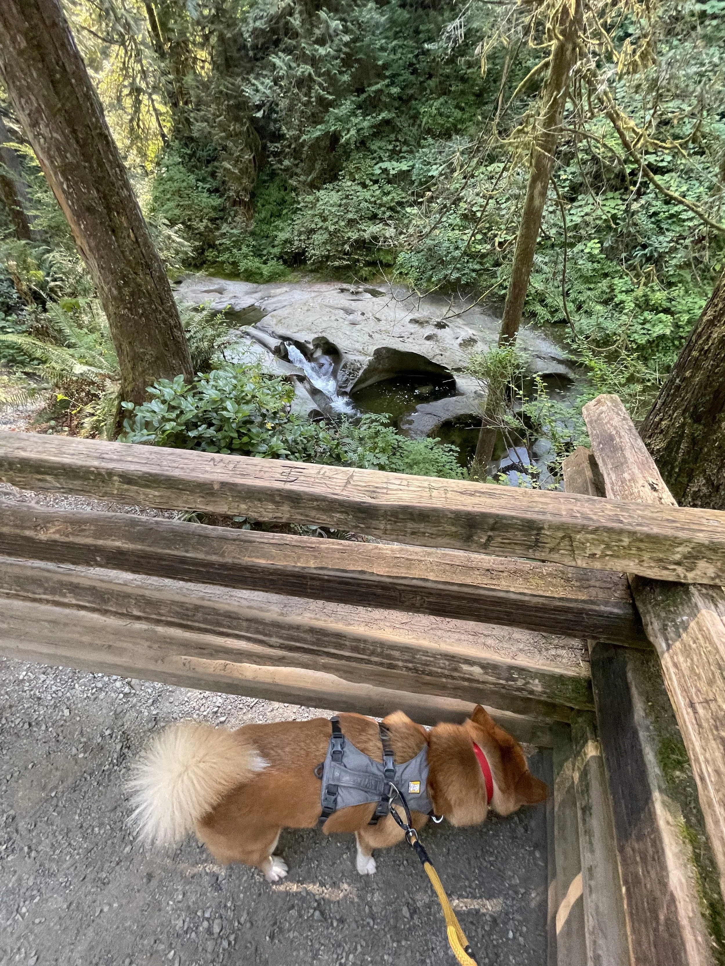 Markus trying to get a view of Cliff Falls at Kanaka Creek