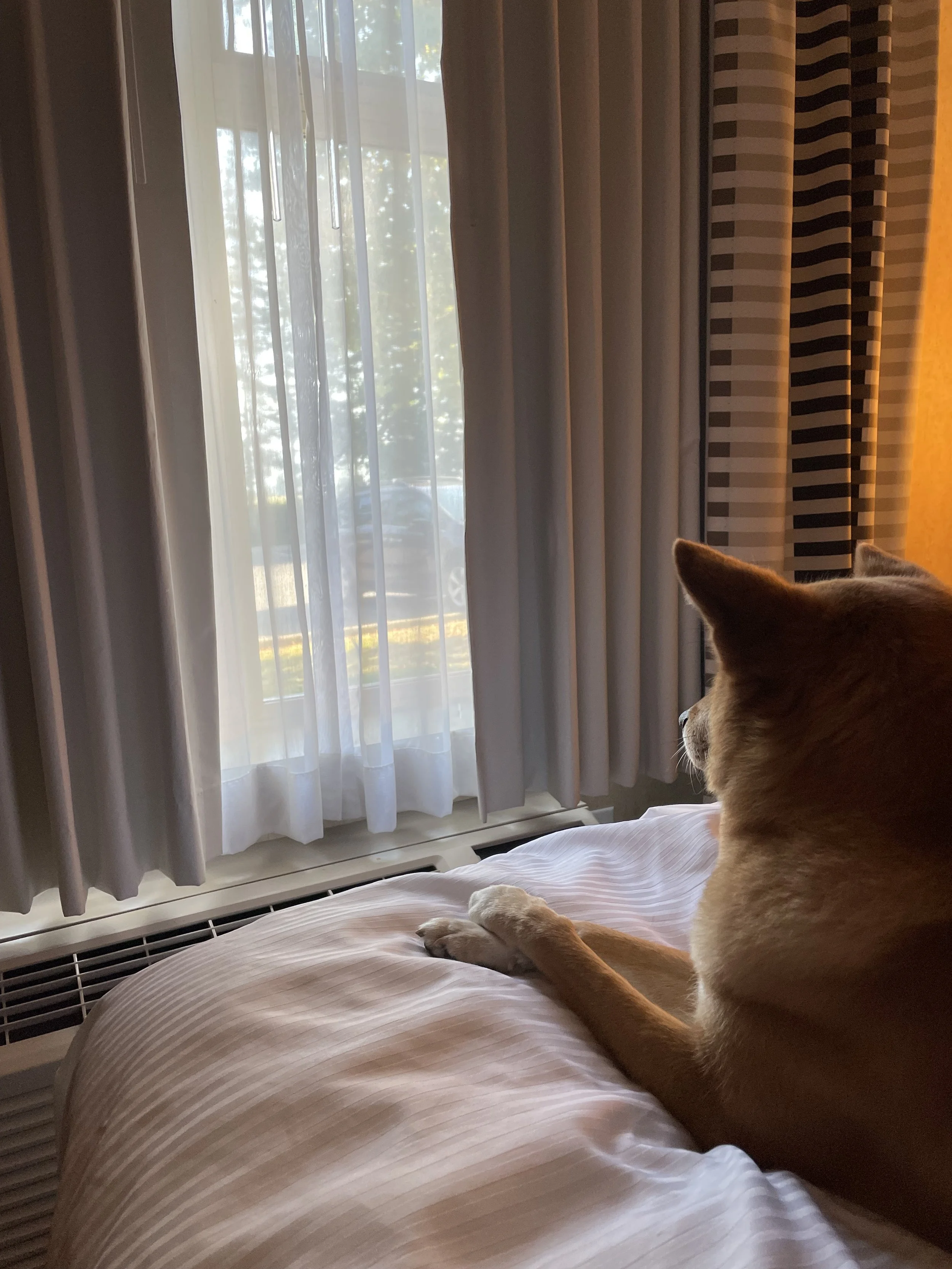 Markus looking out the window at Best Western Plus Pitt Meadows Inn & Suites