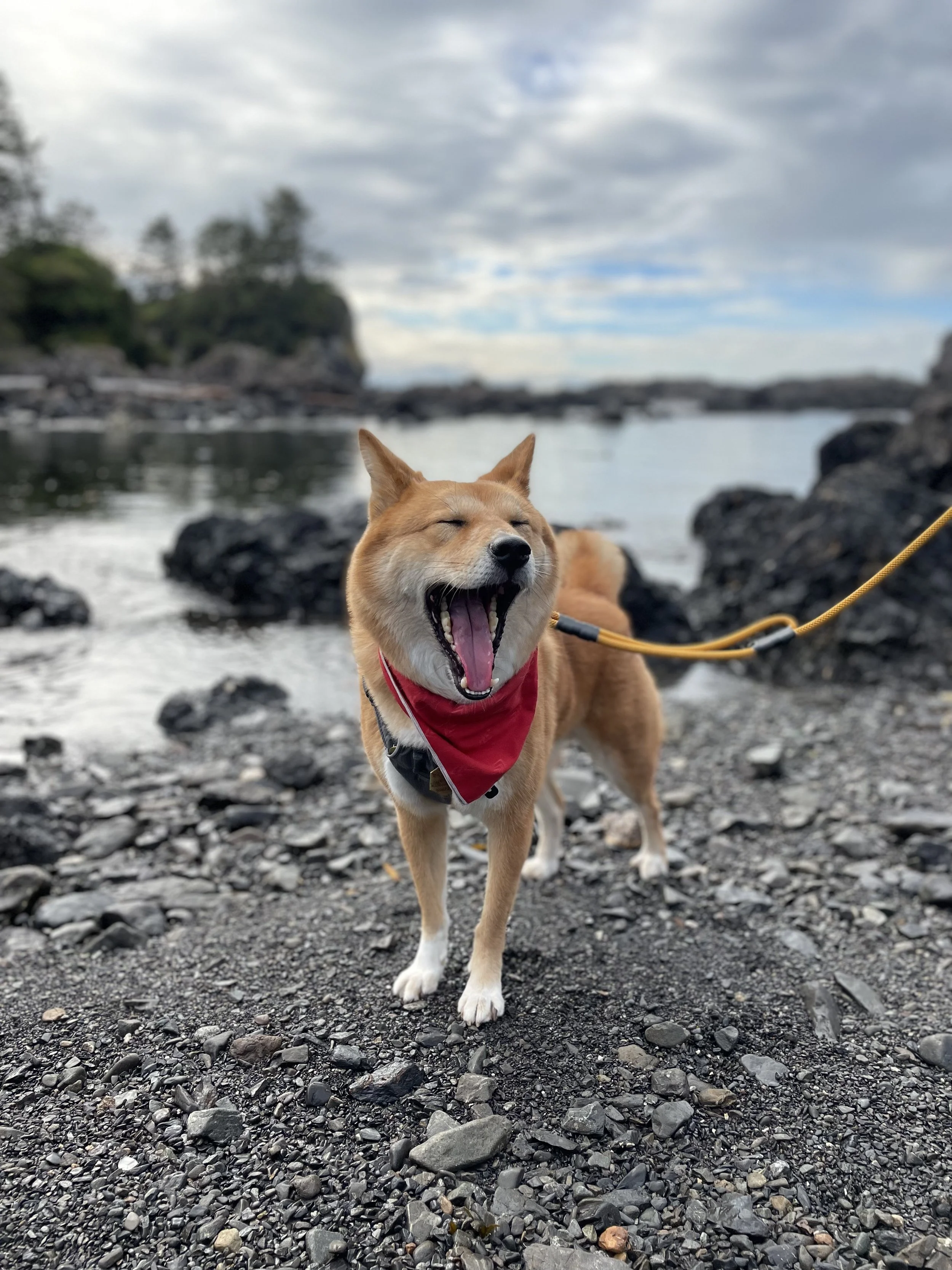 Markus can barely contain his excitement on the beach at Amphitrite Point Lighthouse Trail