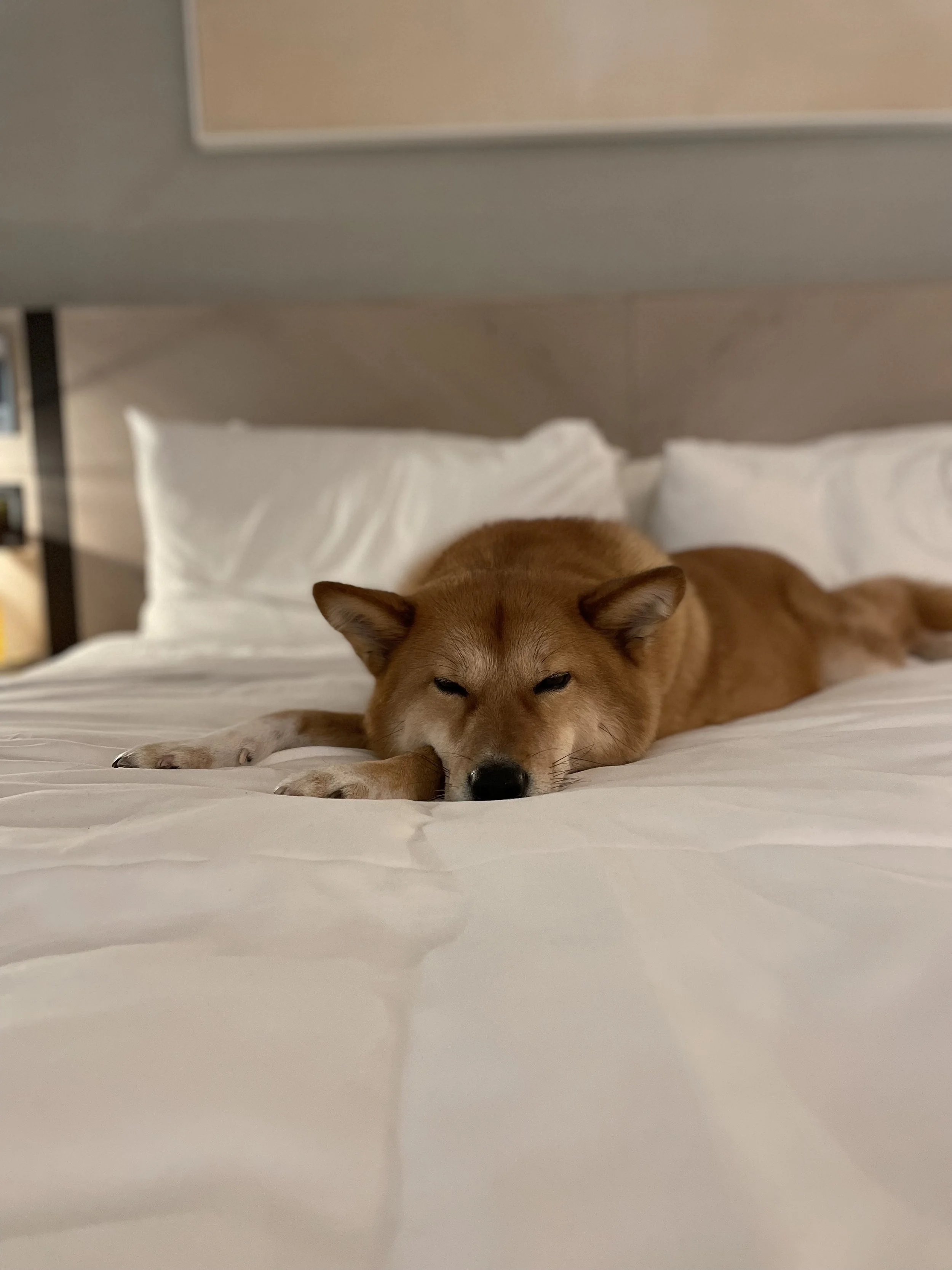 Markus crashing at the Seaside Hotel after a long day in Lower Lonsdale