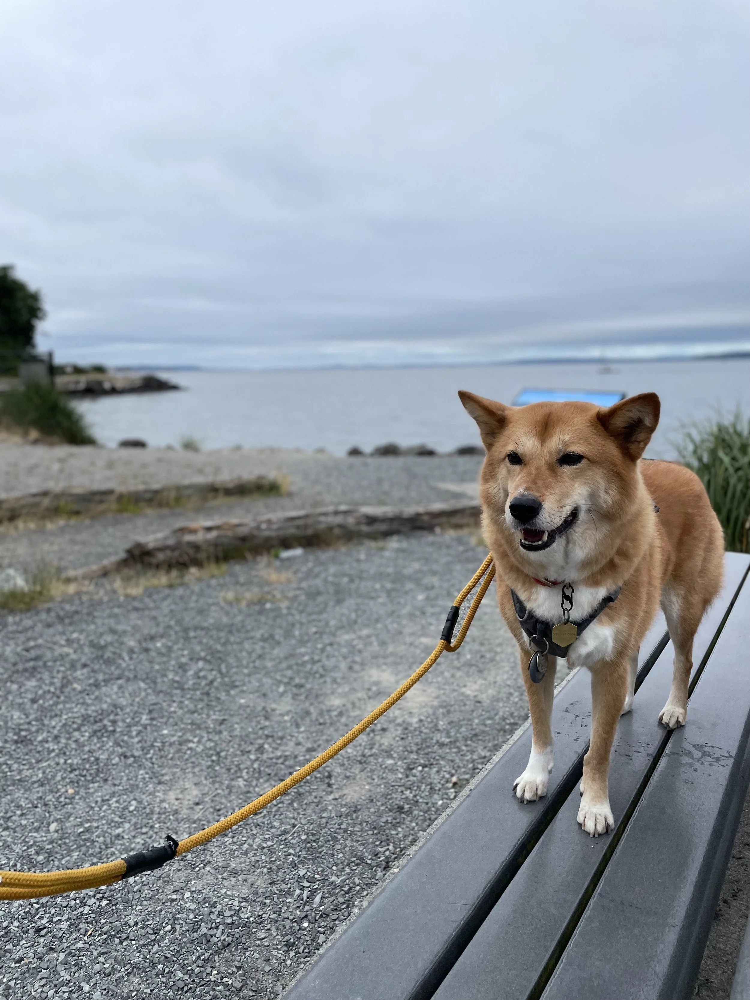 Markus enjoying a morning stroll at Marina Beach Park in Edmonds, Washington