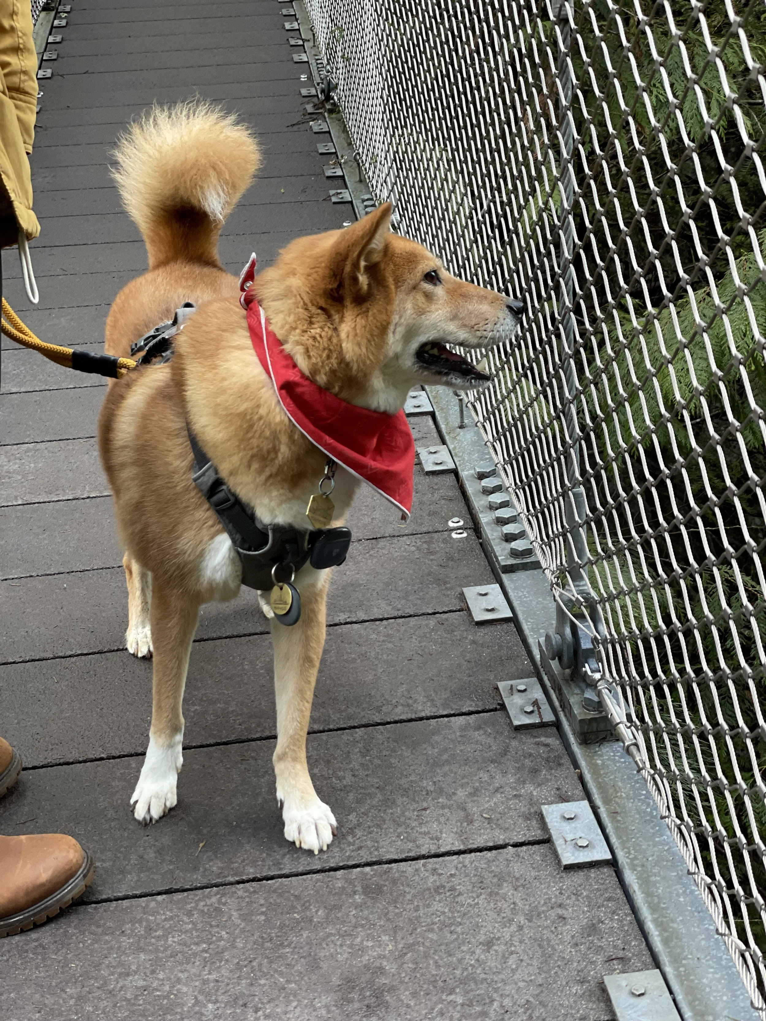 Markus enjoying the views on the suspension bridge at Lynn Canyon
