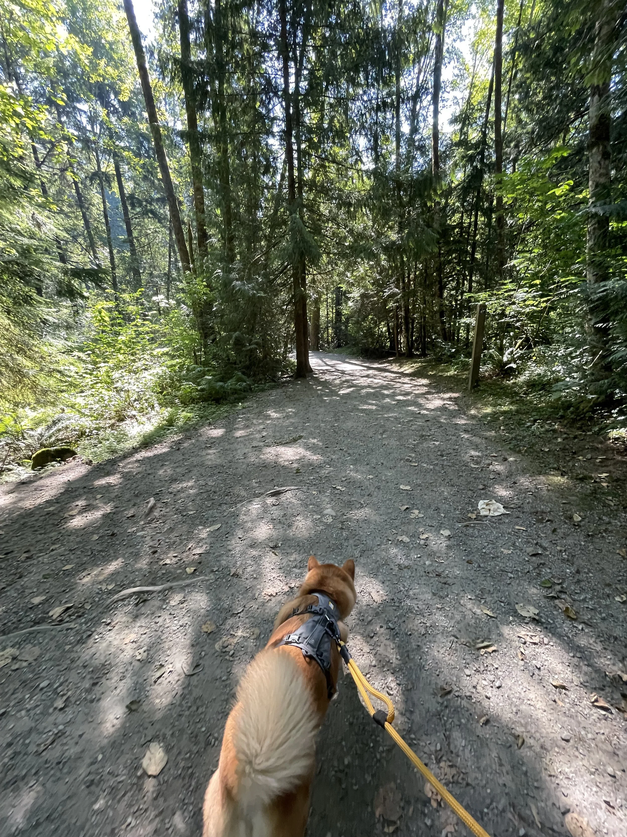 Markus walking along the trail to see Cliff Falls at Kanaka Creek