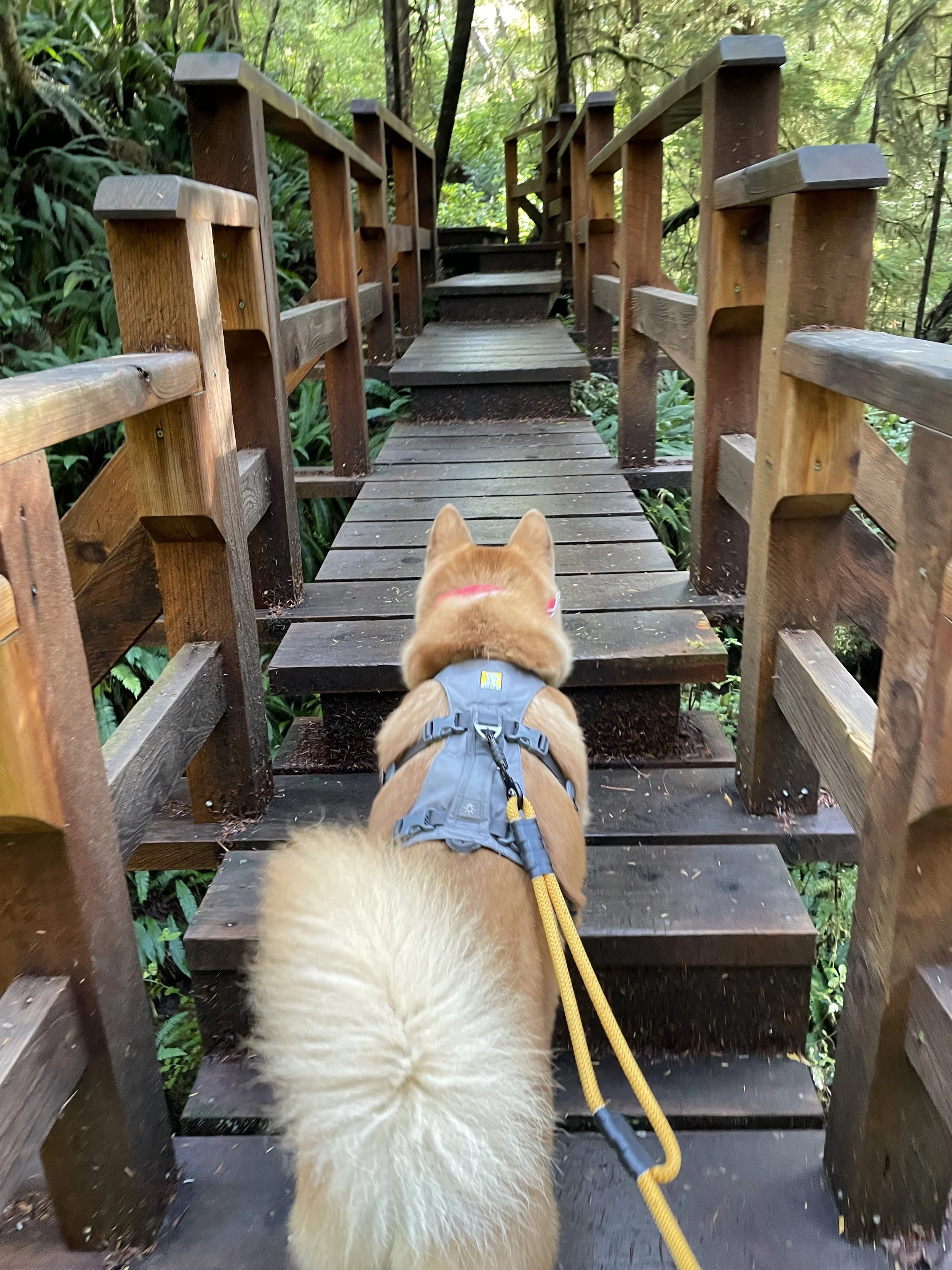 Markus following the path on Loop B, which has slightly more steps than Loop A
