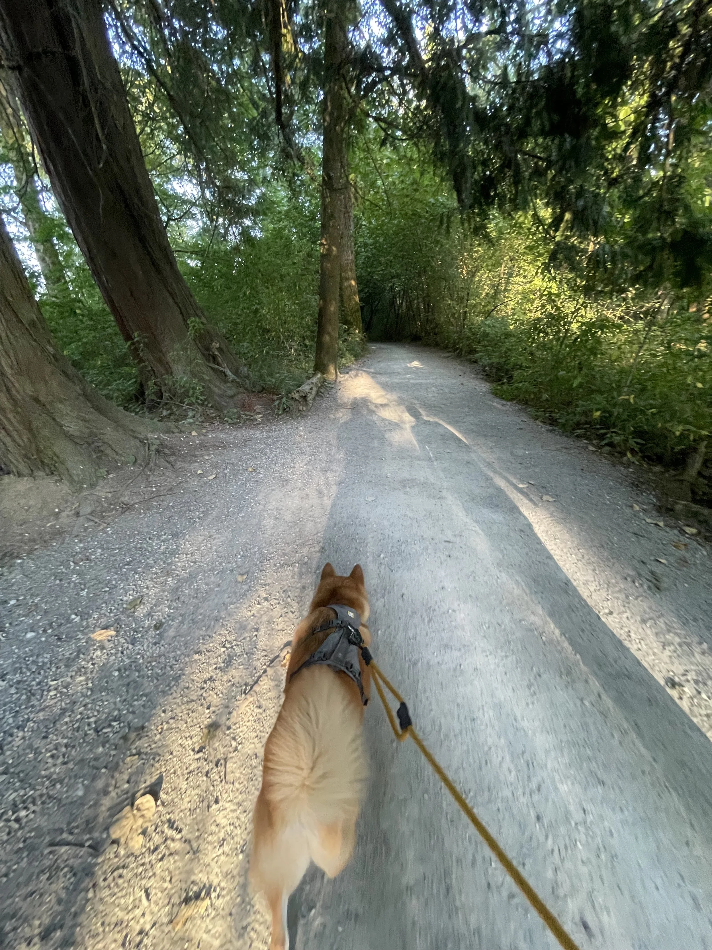 Markus hustling to leave after being swarmed by mosquitoes at the Pitt River Regional Greenway