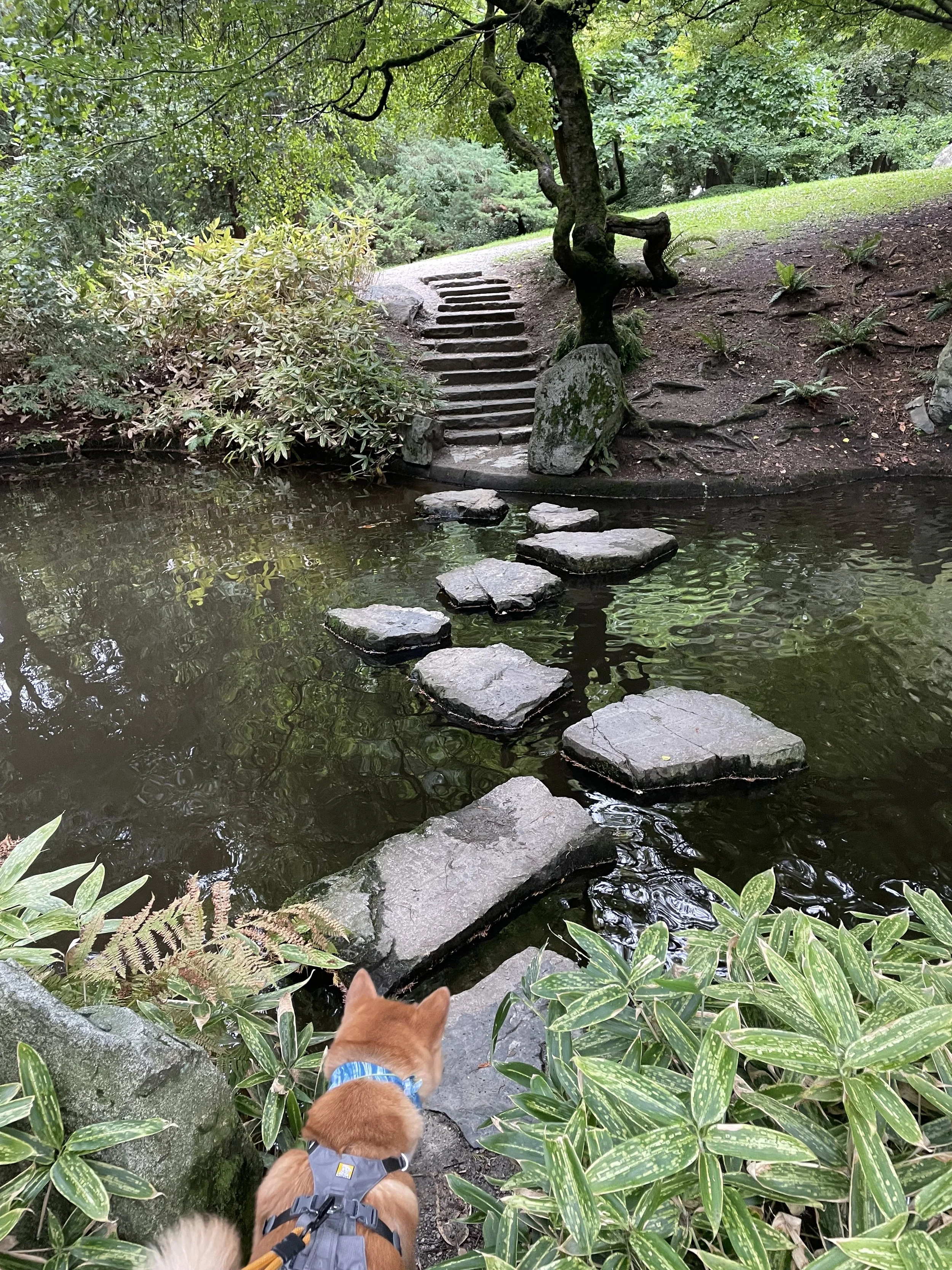 Markus getting ready to skip over the stones across the water at Tipperary Park