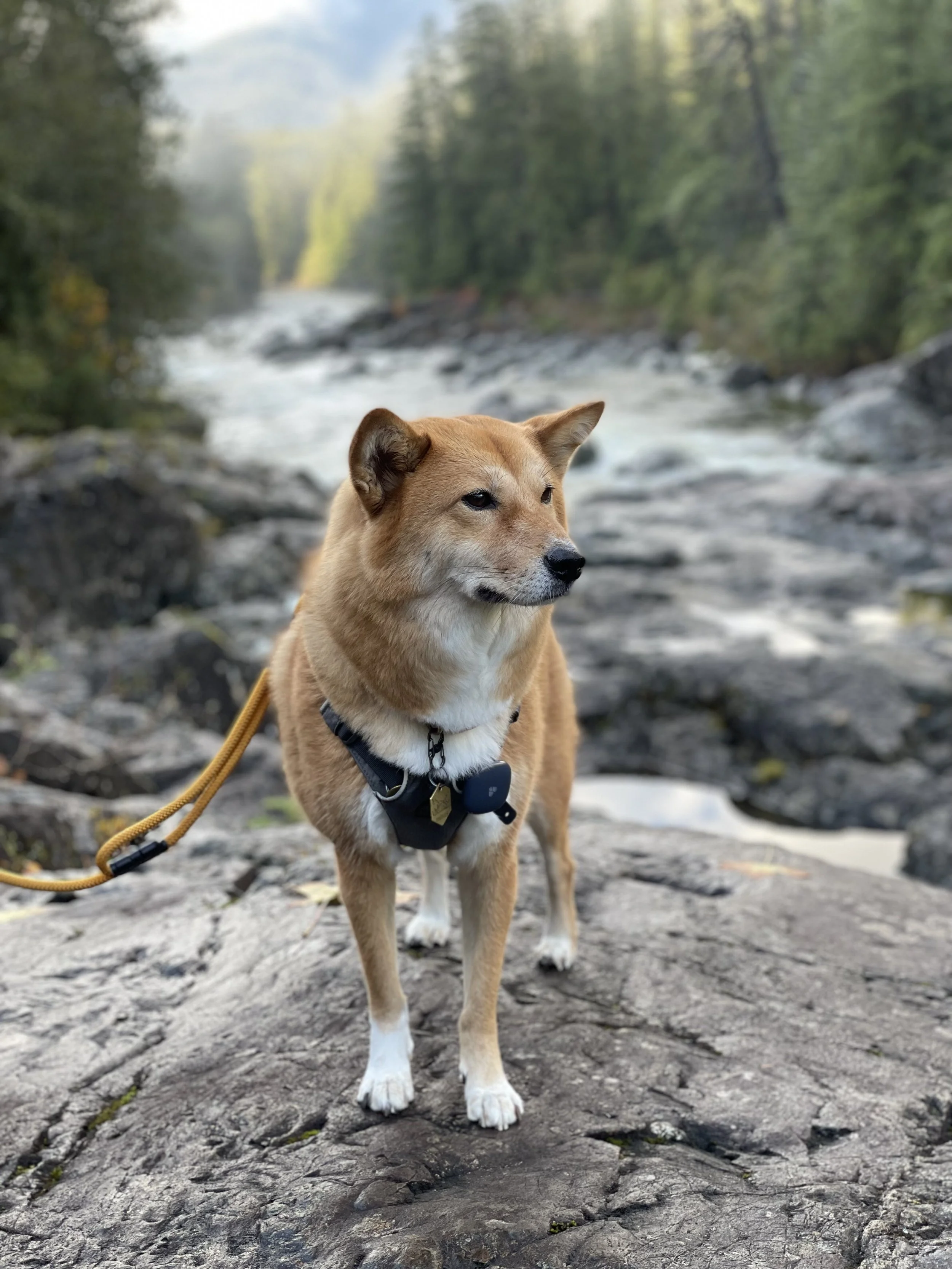 Markus enjoying the view at Wally Creek